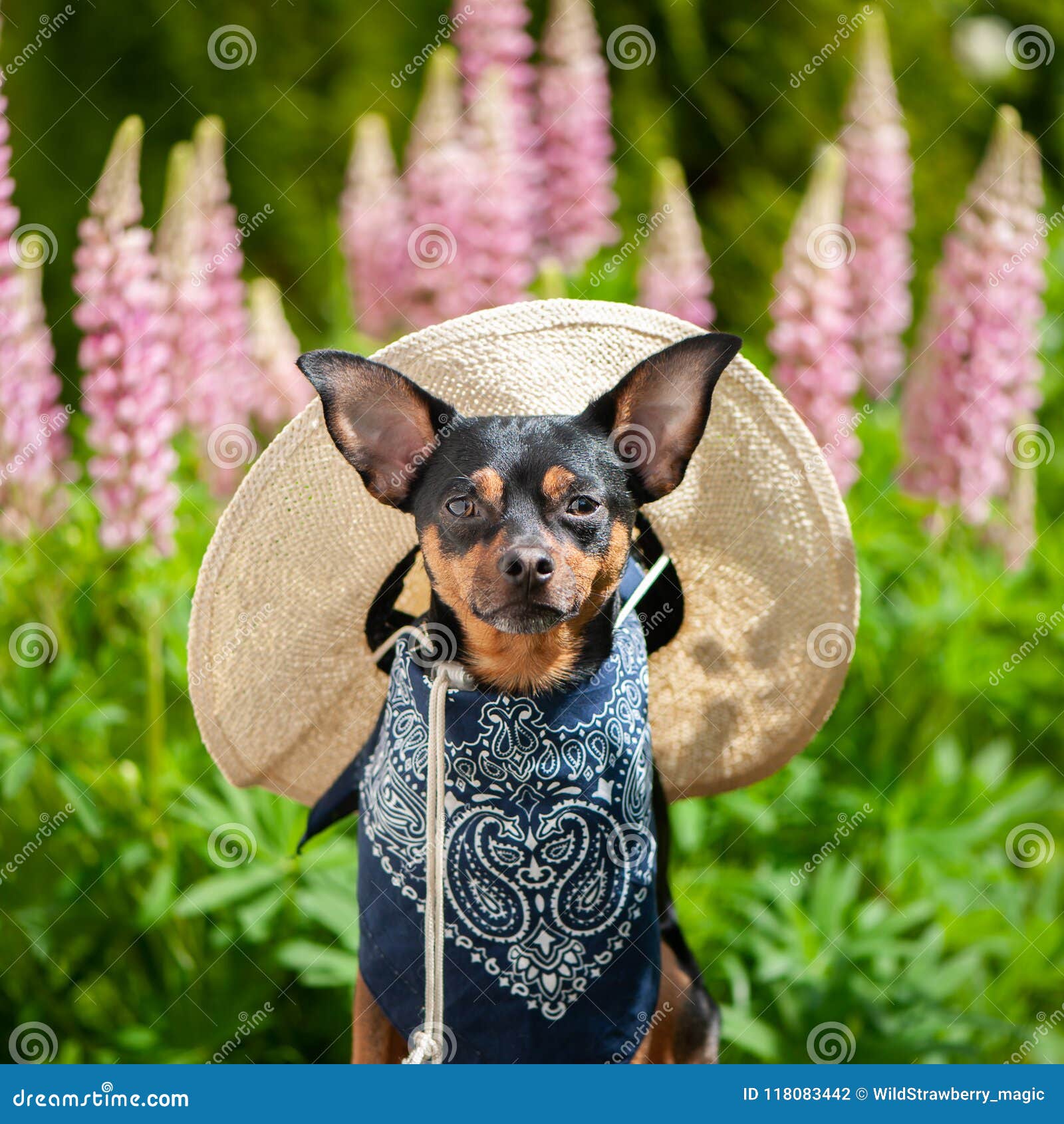 Dog In The Image Of A Farmer A Horticulturist A Flower Grower