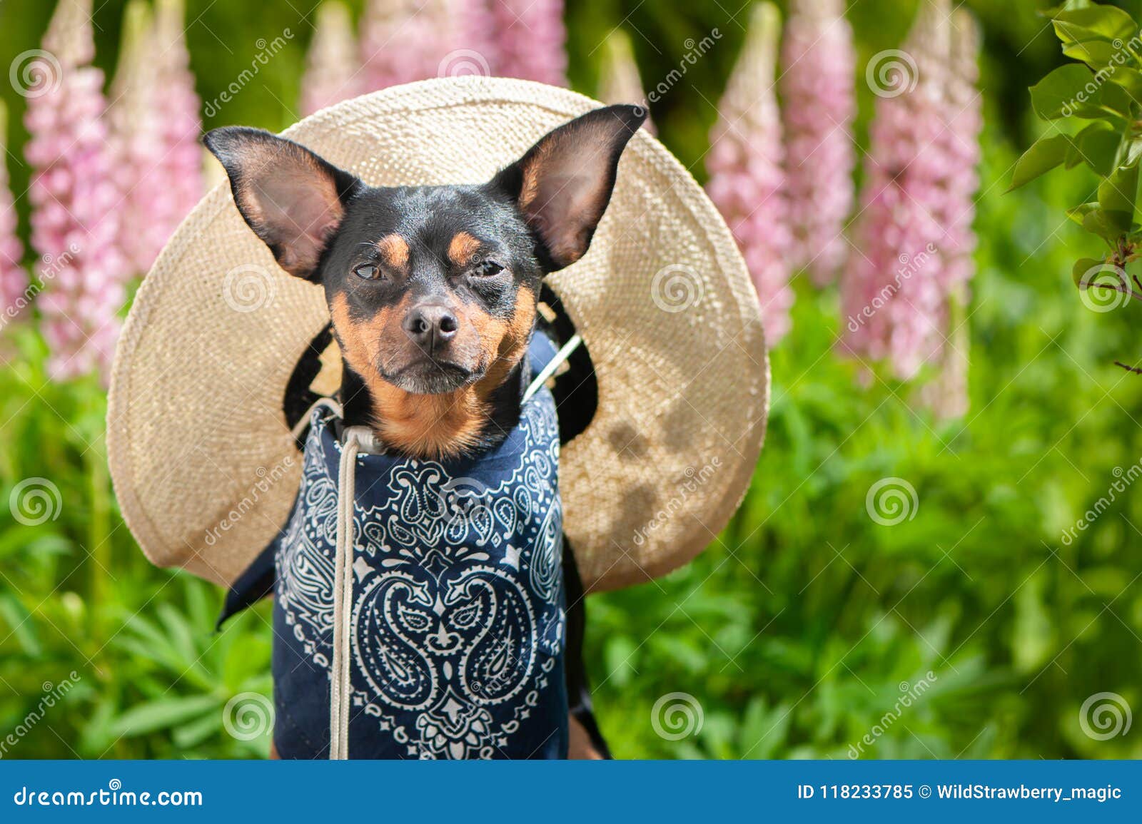 Dog In The Image Of A Farmer A Horticulturist A Flower Grower