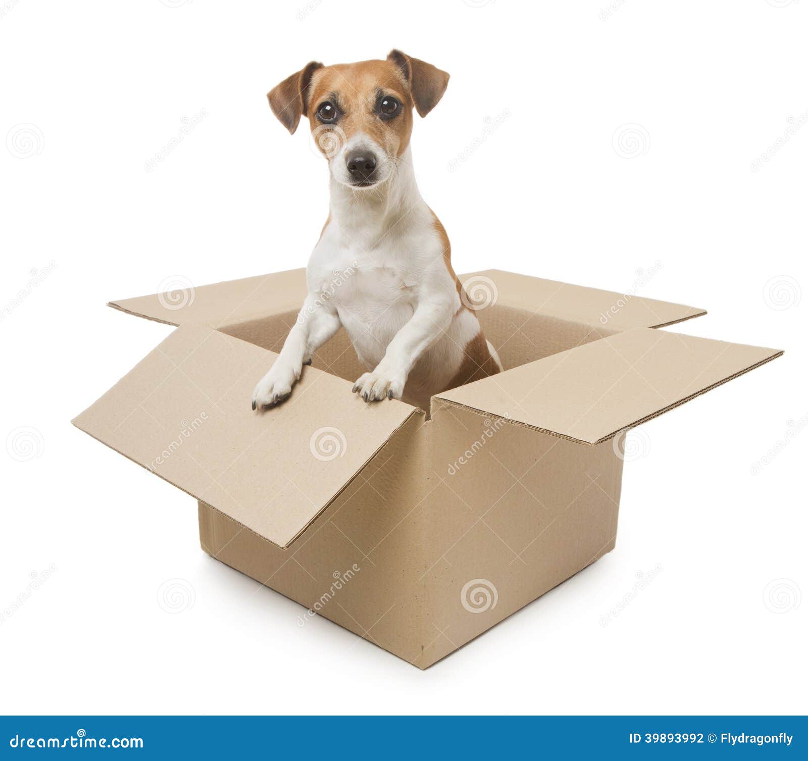 Dog inside the box. Cute little Jack Russell terrier dog looks out of the filling cardboard boxes. Sending for the weakest. White background. Studio shot