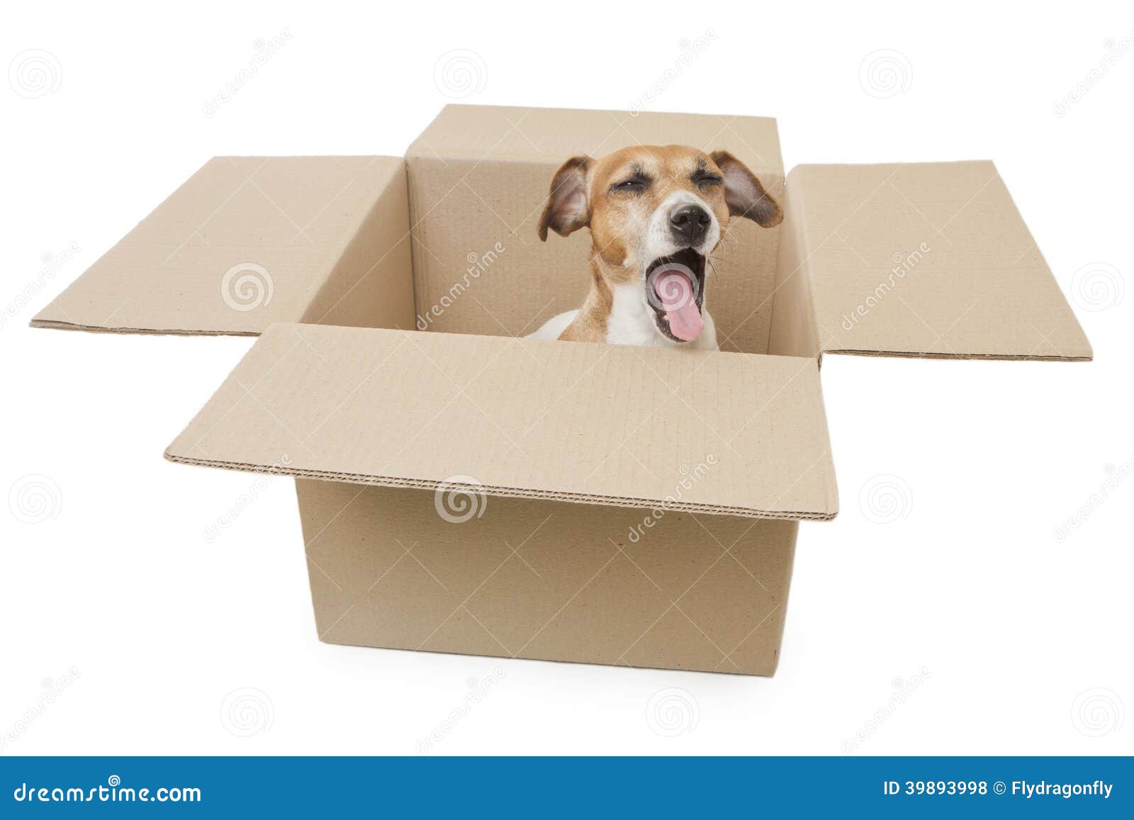 Dog Inside The Box Package Delivery Stock Photo - Image of isolated ...