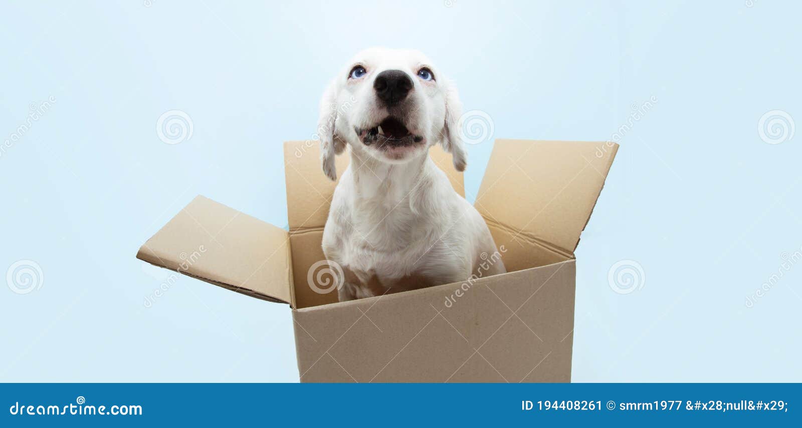 Dog Inside a Carton Box with Funny Expression. on Blue Background Stock ...