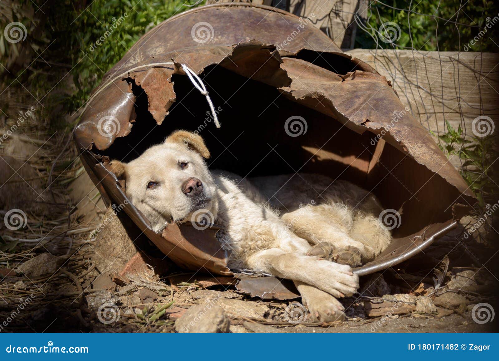 barrel dog kennel