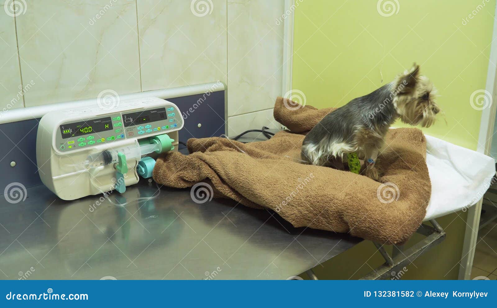 Собака после капельницы. Капельница для животных в ветеринарии.