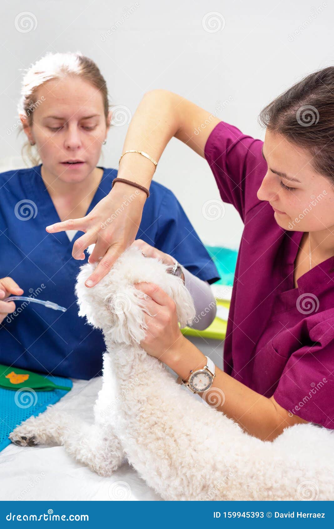 dog intubated in surgery room of veterinary clinic.