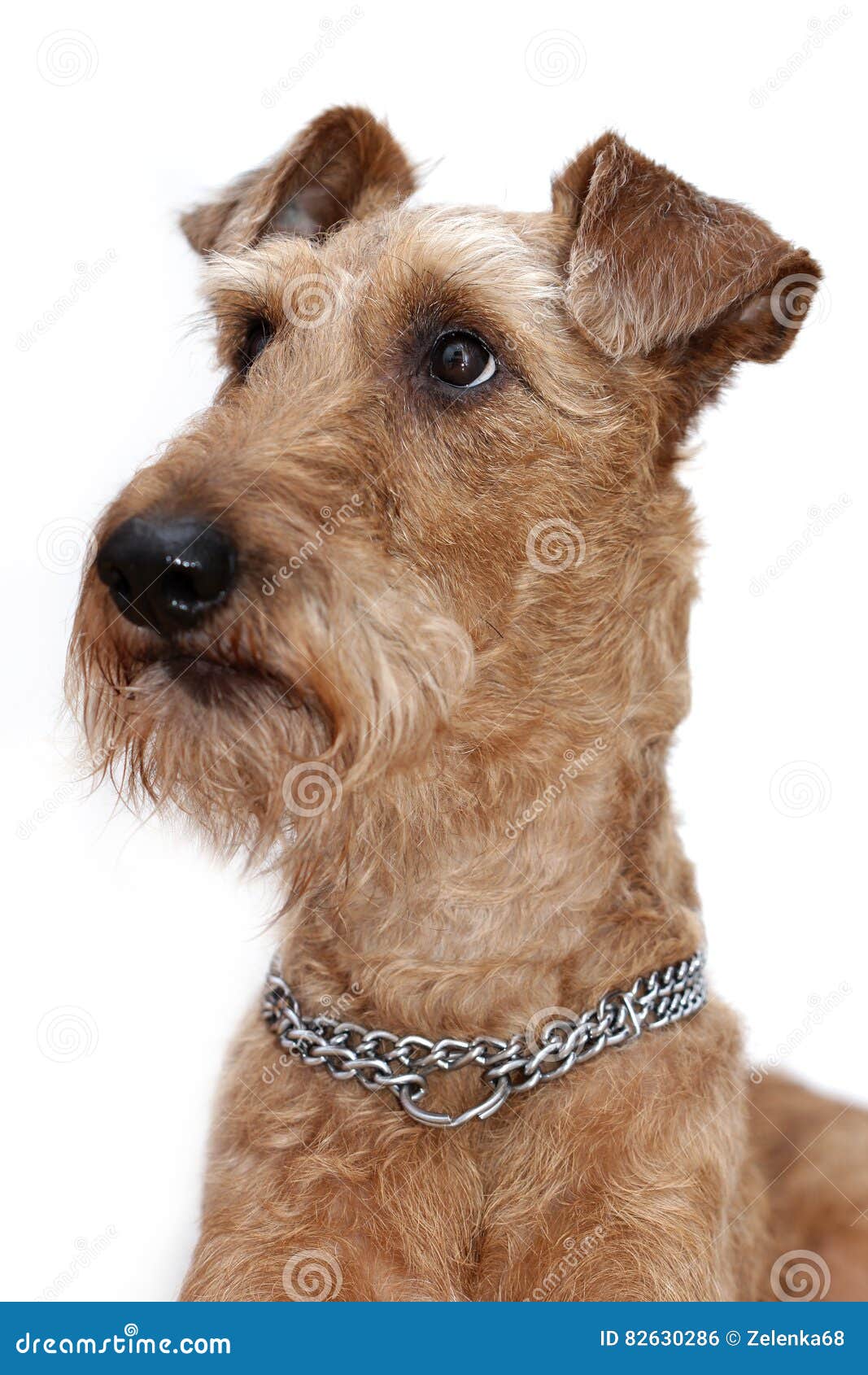 A dog is the Irish terrier stock photo. Image of animal 82630286