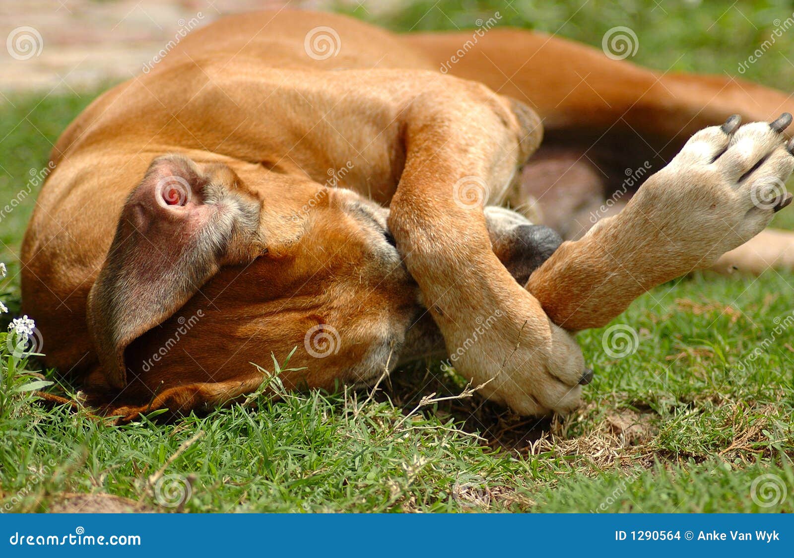 dog scratching nose with paw
