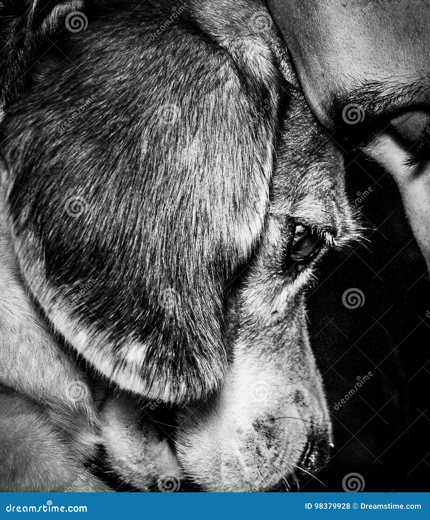 Dog and its emotion stock photo. Image of apound, domestic 98379928