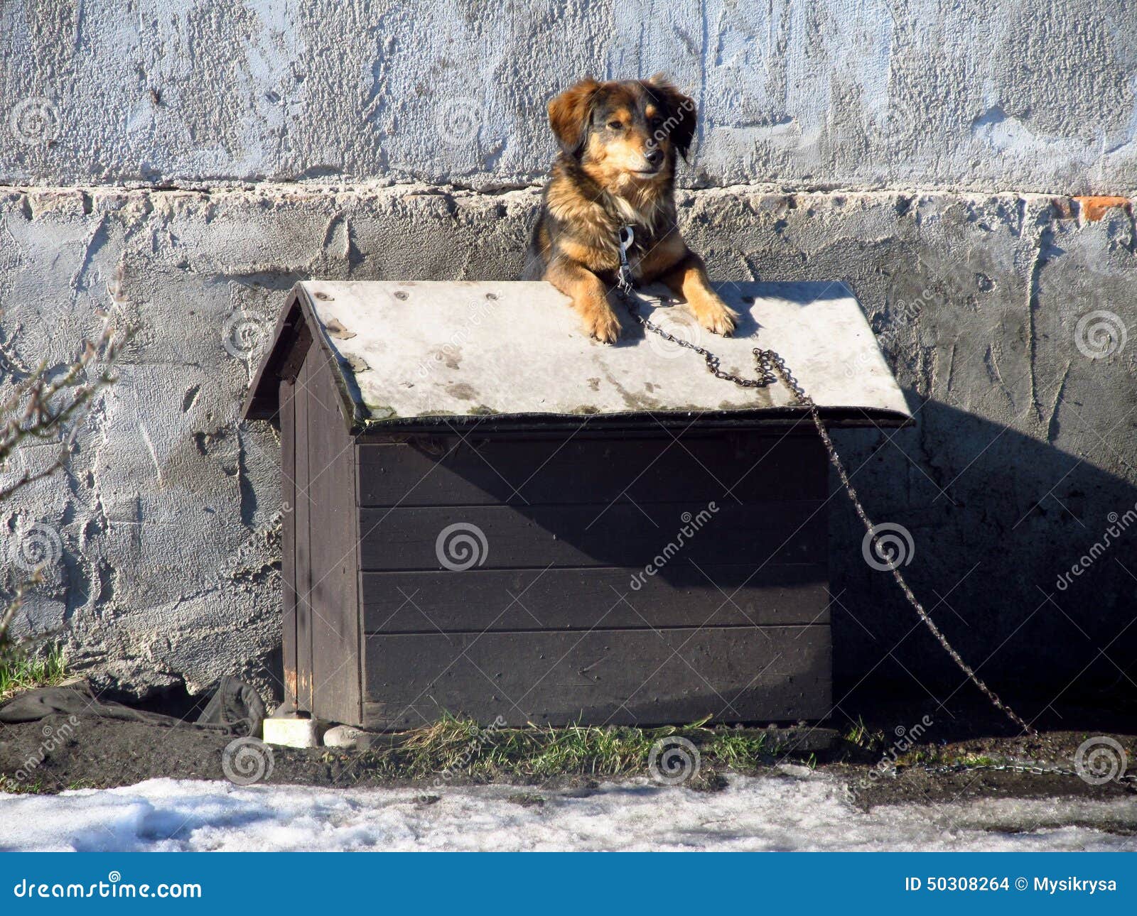 Dog in its kennel stock photo. Image of cute, watchful 50308264