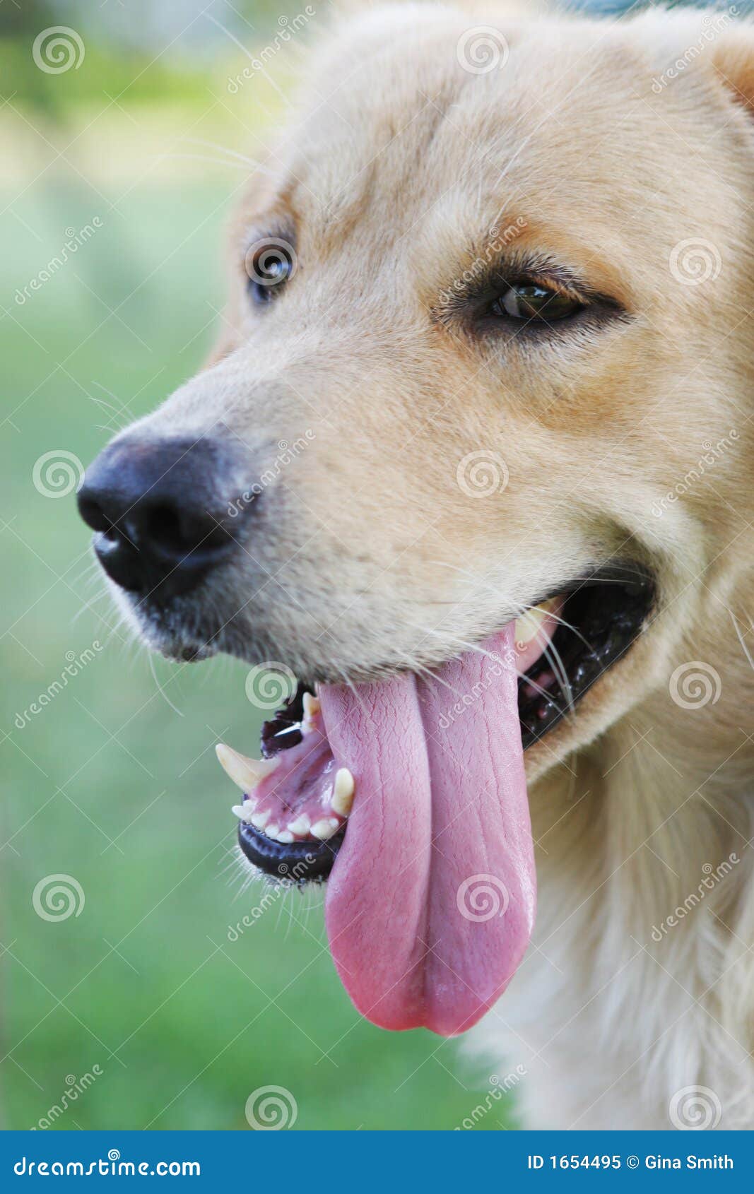 Dog with Its Tongue Hanging Out Stock Image Image of heat, canine