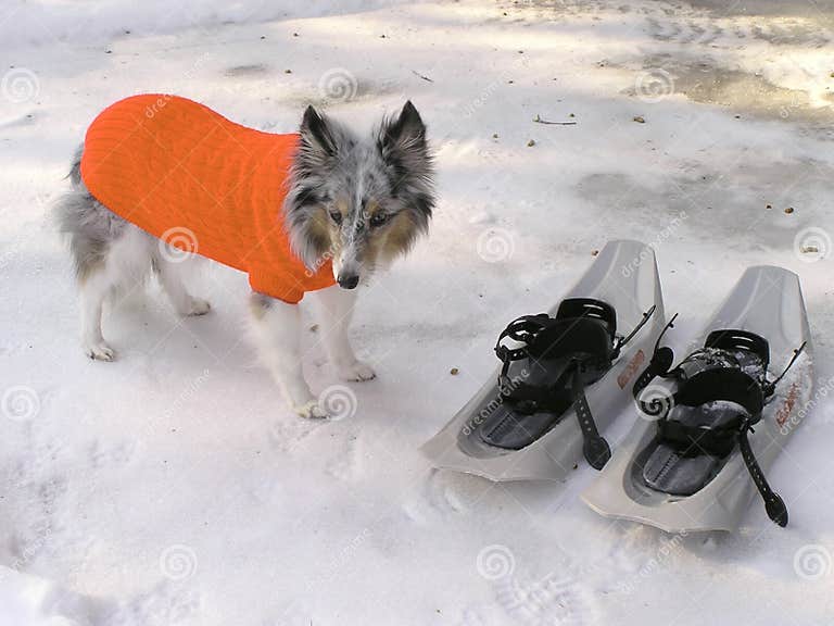 Dog in its winter coat stock image. Image of color, freezing 69893