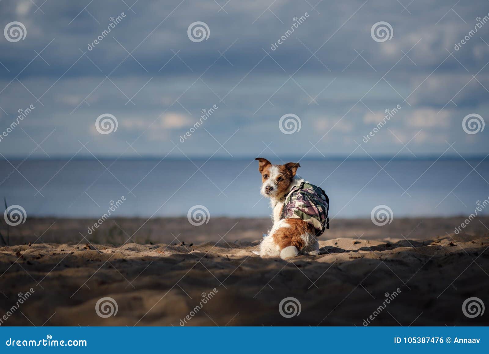 jack russell backpack