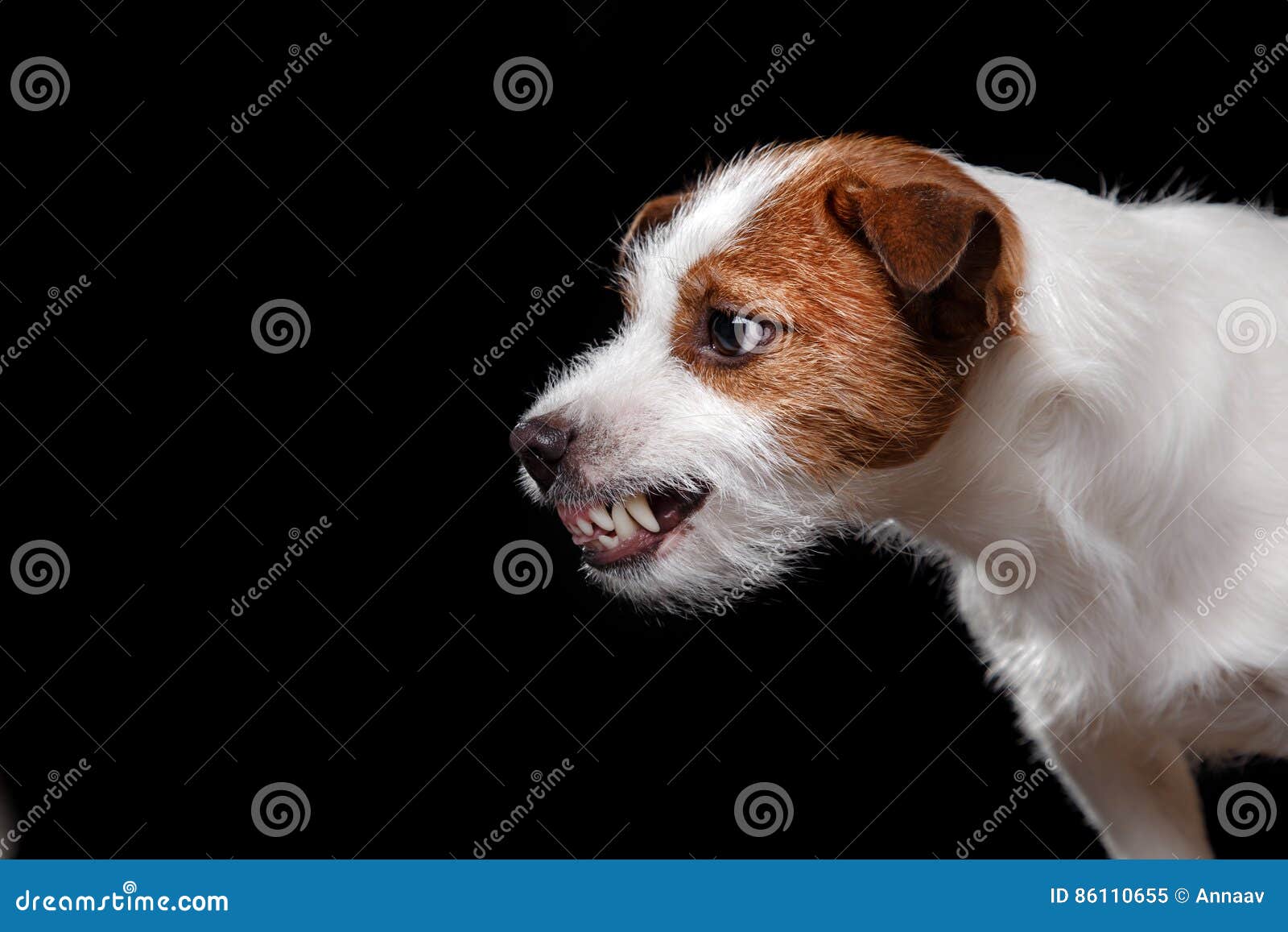 Are Jack Russells Dog Aggressive