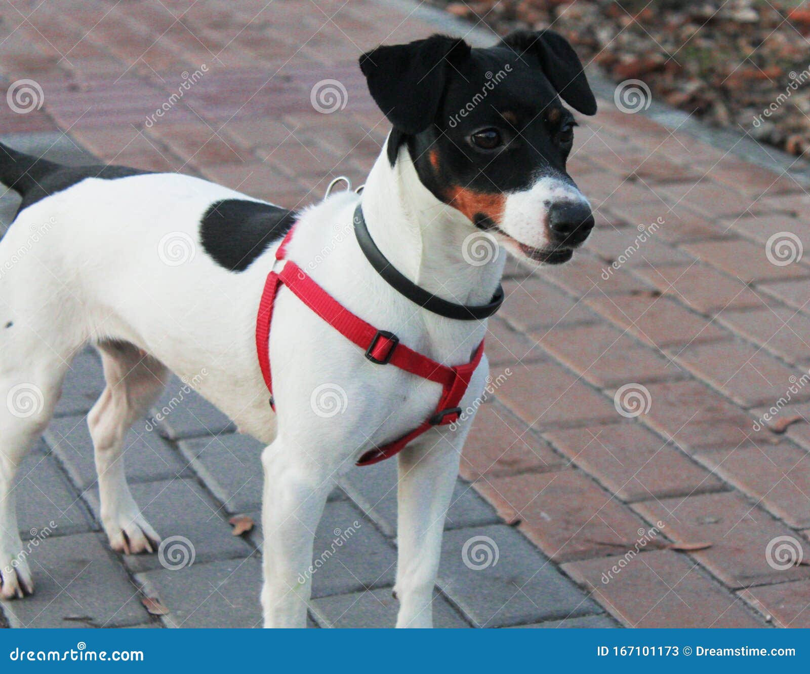 russell terrier black and white