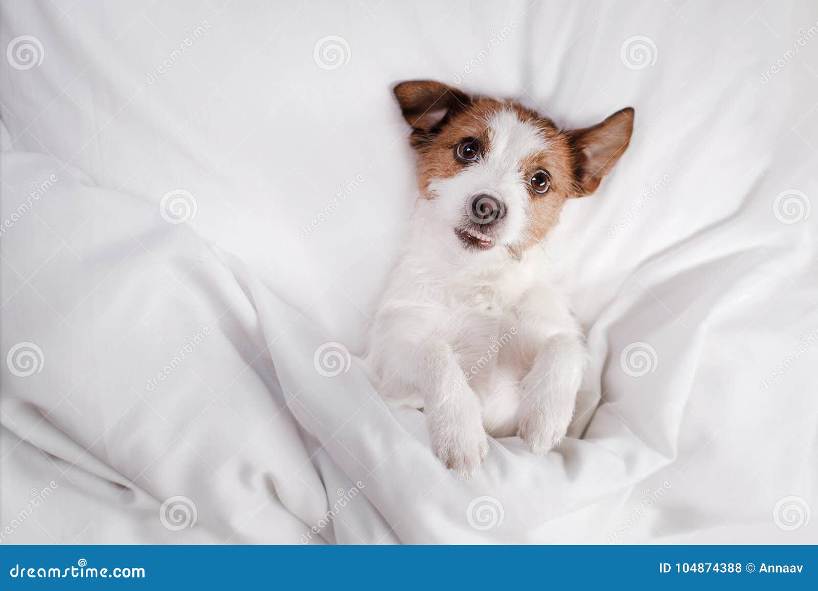 Dog Jack Russell Terrier Lying in Bed Stock Photo Image of
