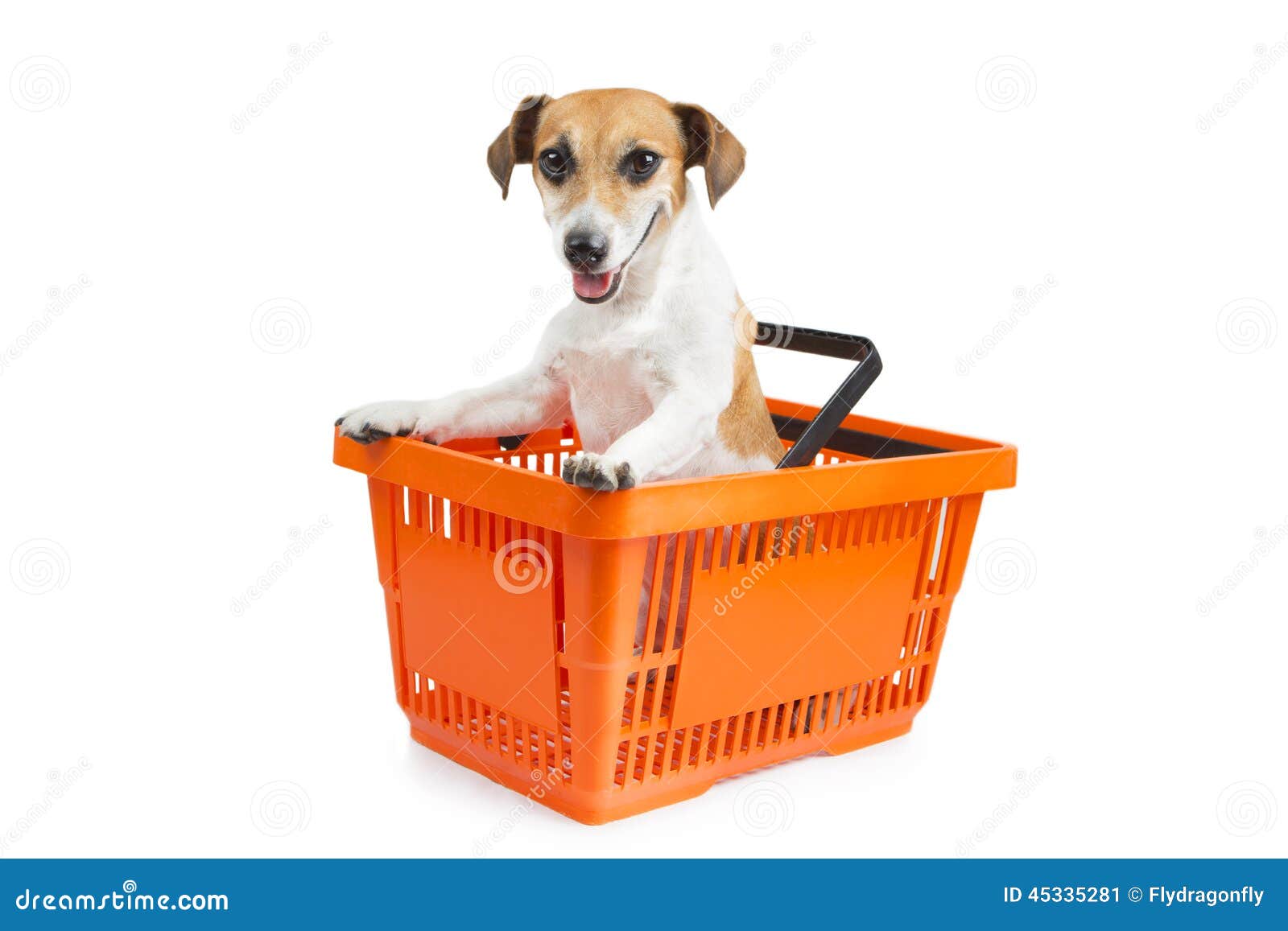 2,833 Dog Cart Stock Photos - Free & Royalty-Free Stock Photos from  Dreamstime