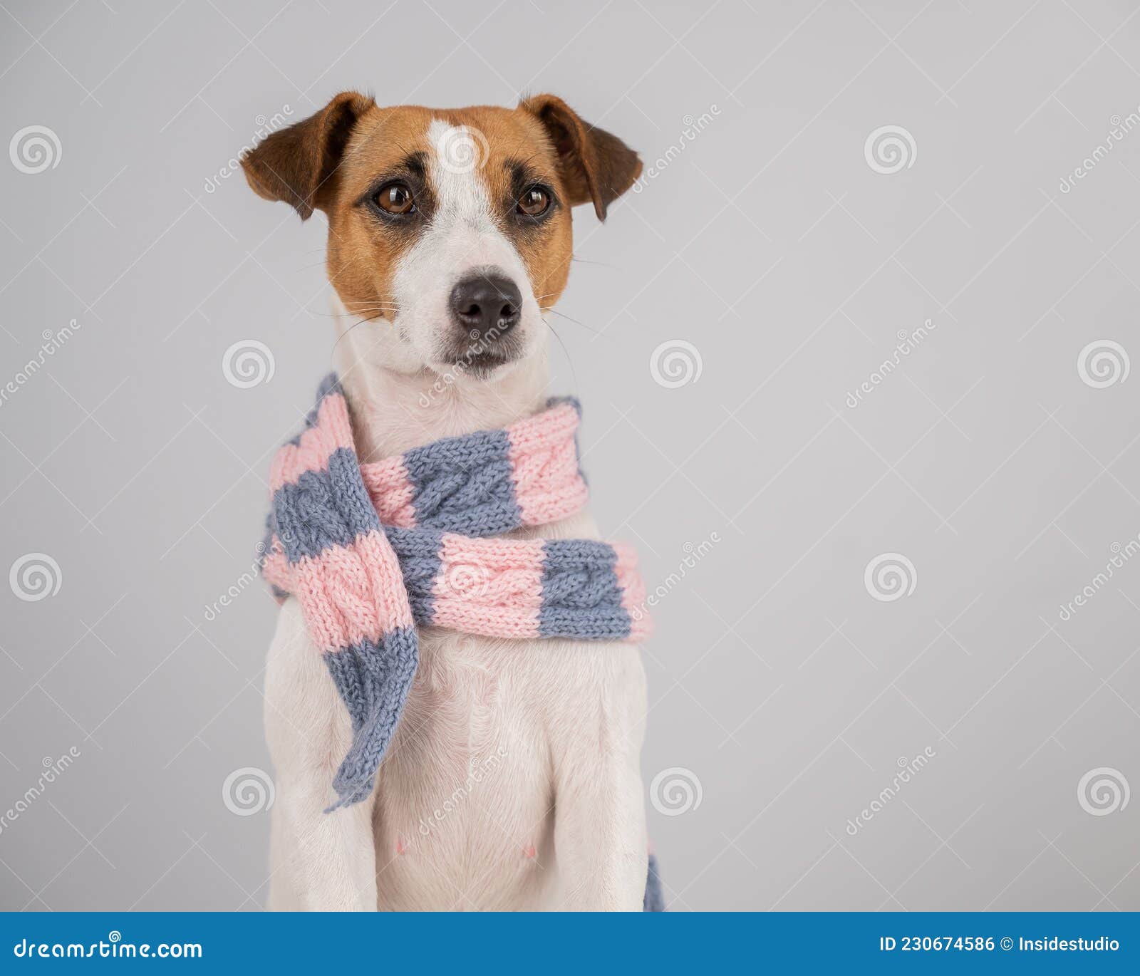 Dog Jack Russell Terrier Wearing a Knit Scarf on a White Background. Stock  Photo - Image of christmas, happy: 230674586
