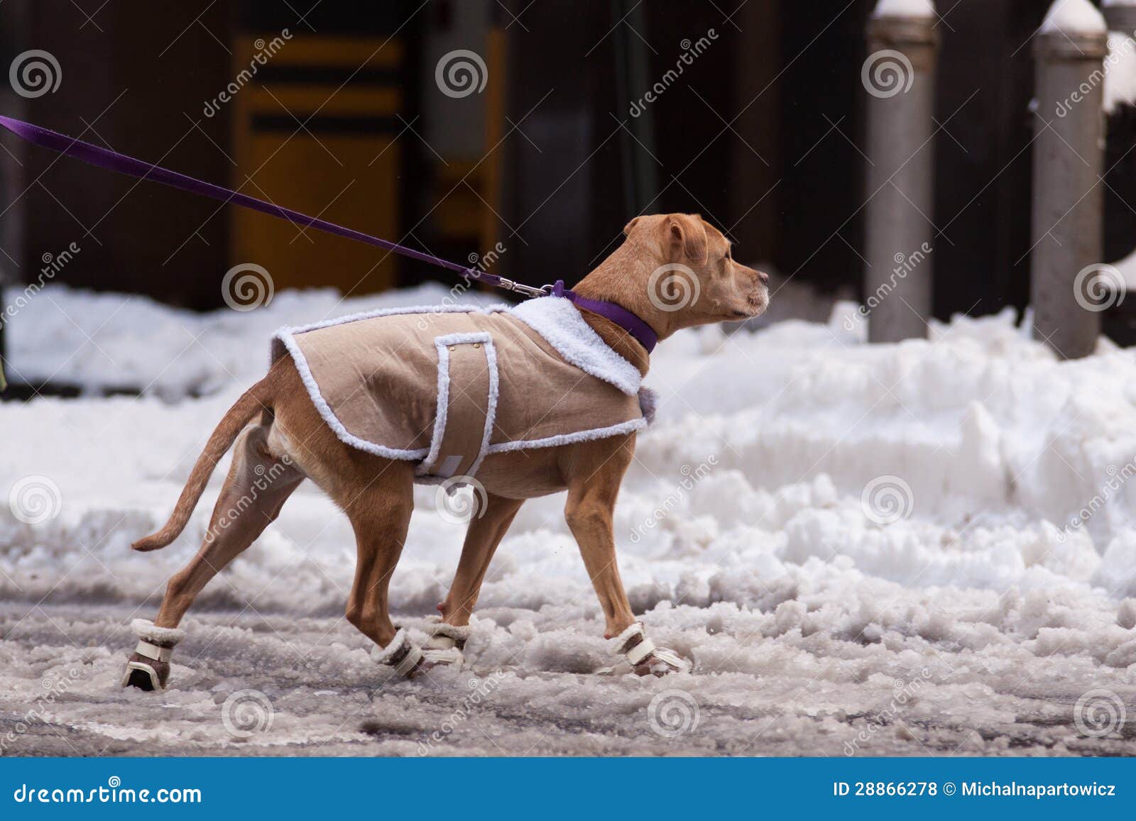 1,192 Clothes Dog Funny Wearing Winter Stock Photos - Free & Royalty-Free  Stock Photos from Dreamstime