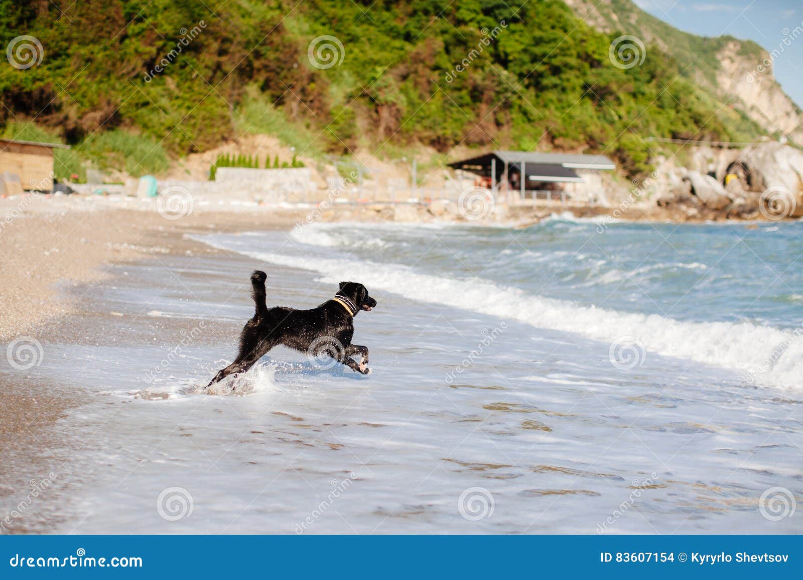 Dog jump into the sea stock photo. Image of chasing, dogs 83607154