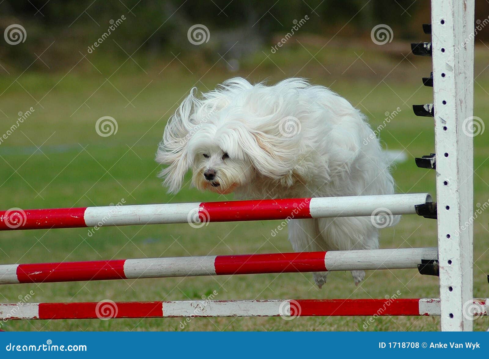 maltese agility