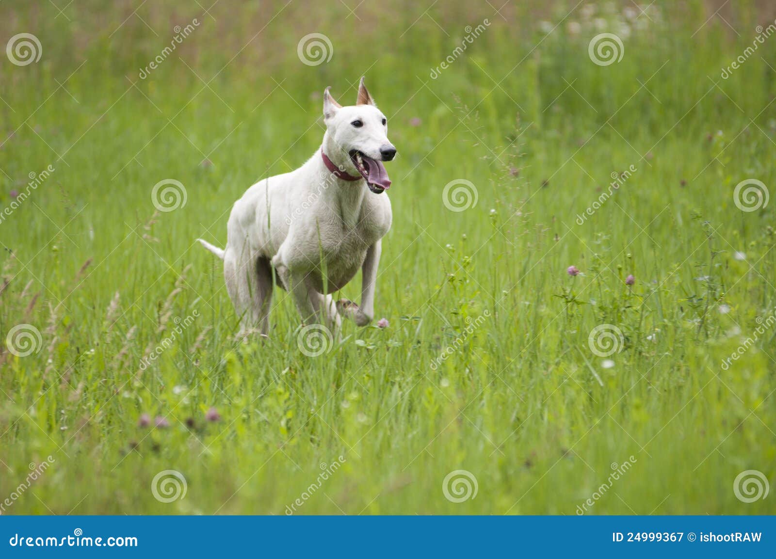 Dog jumping stock image. Image of freedom, green, english 24999367