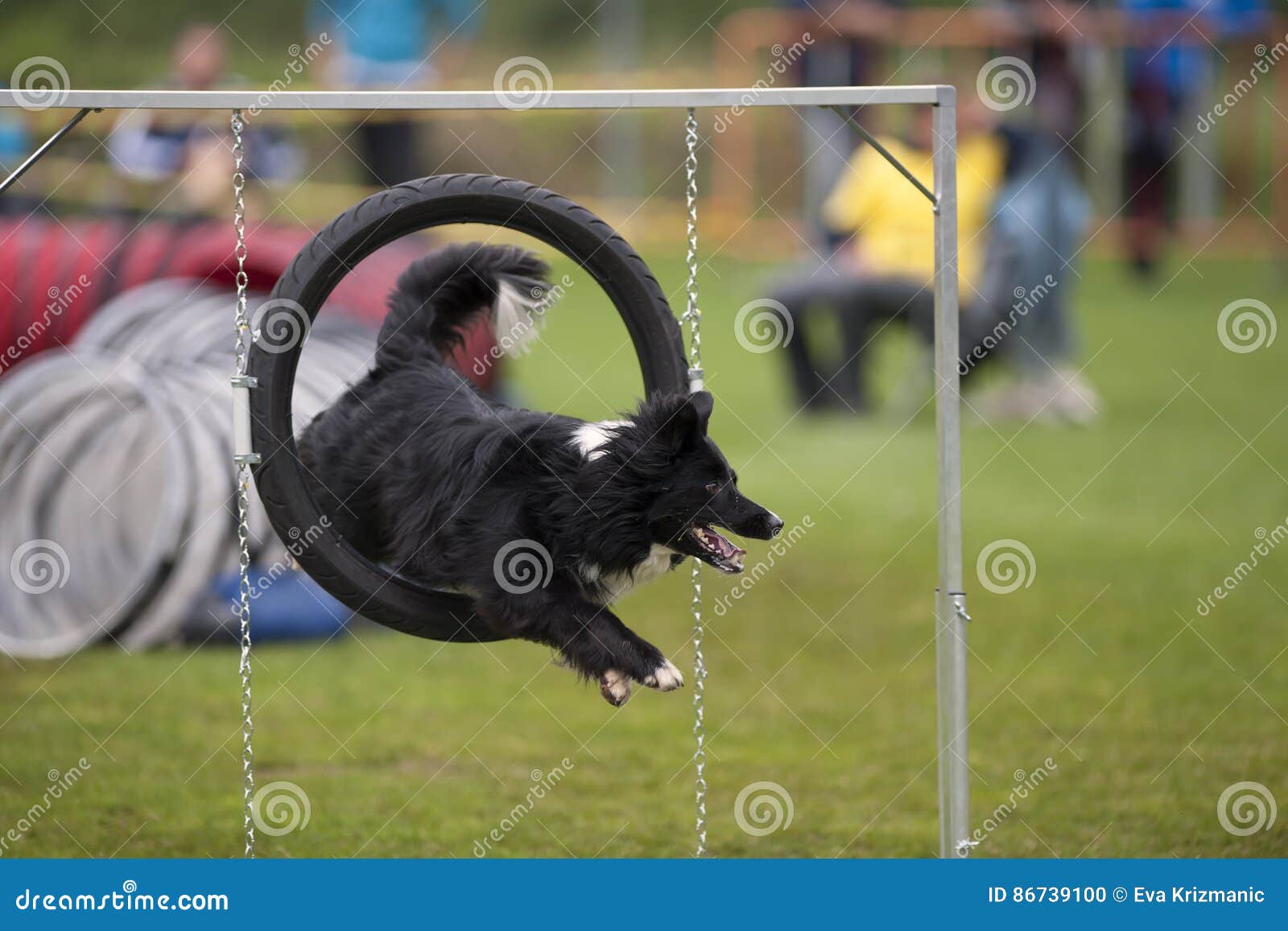 dog jumping through agility hoop