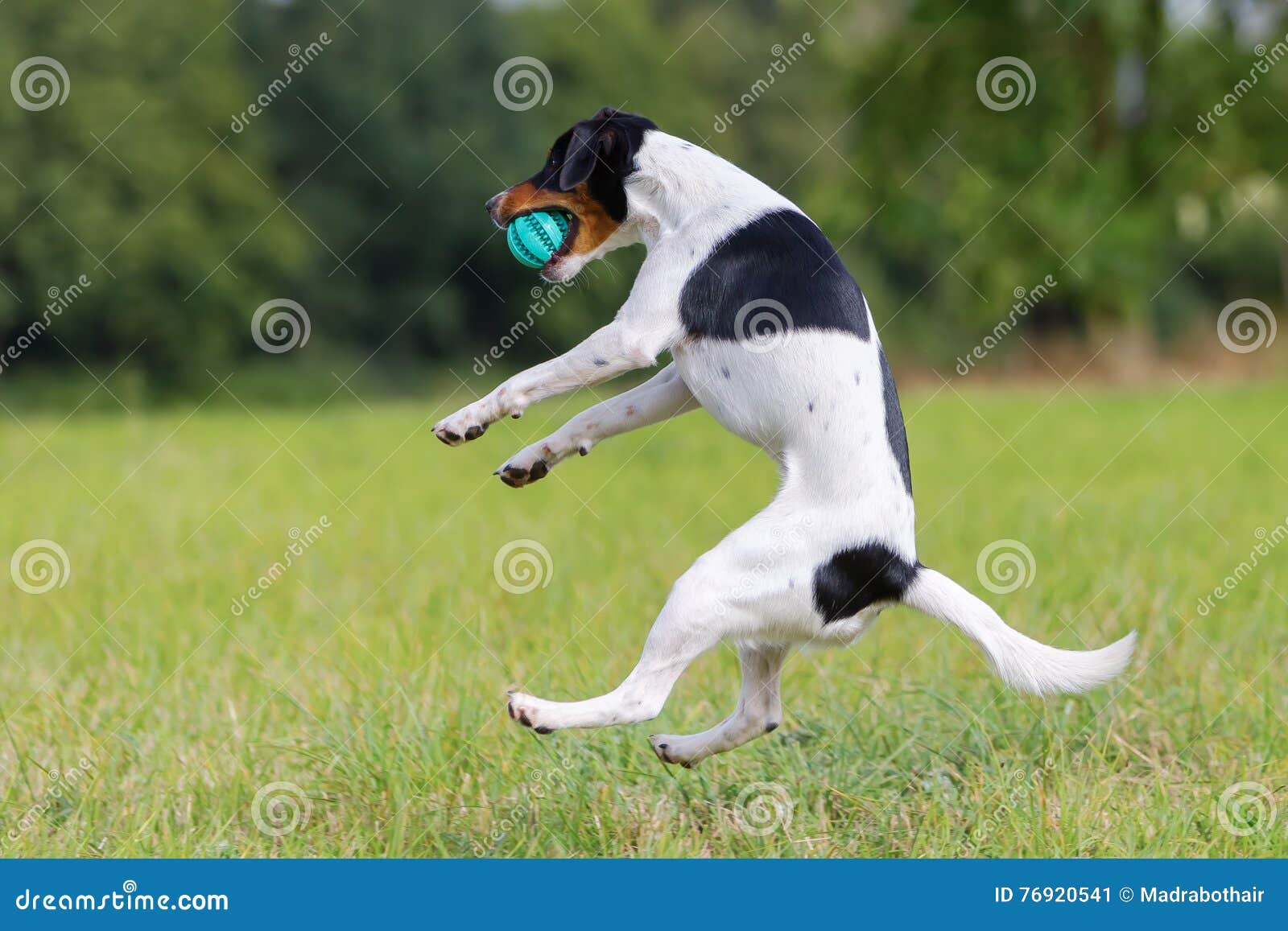 Dog is jumping for a ball stock image. Image of animal 76920541