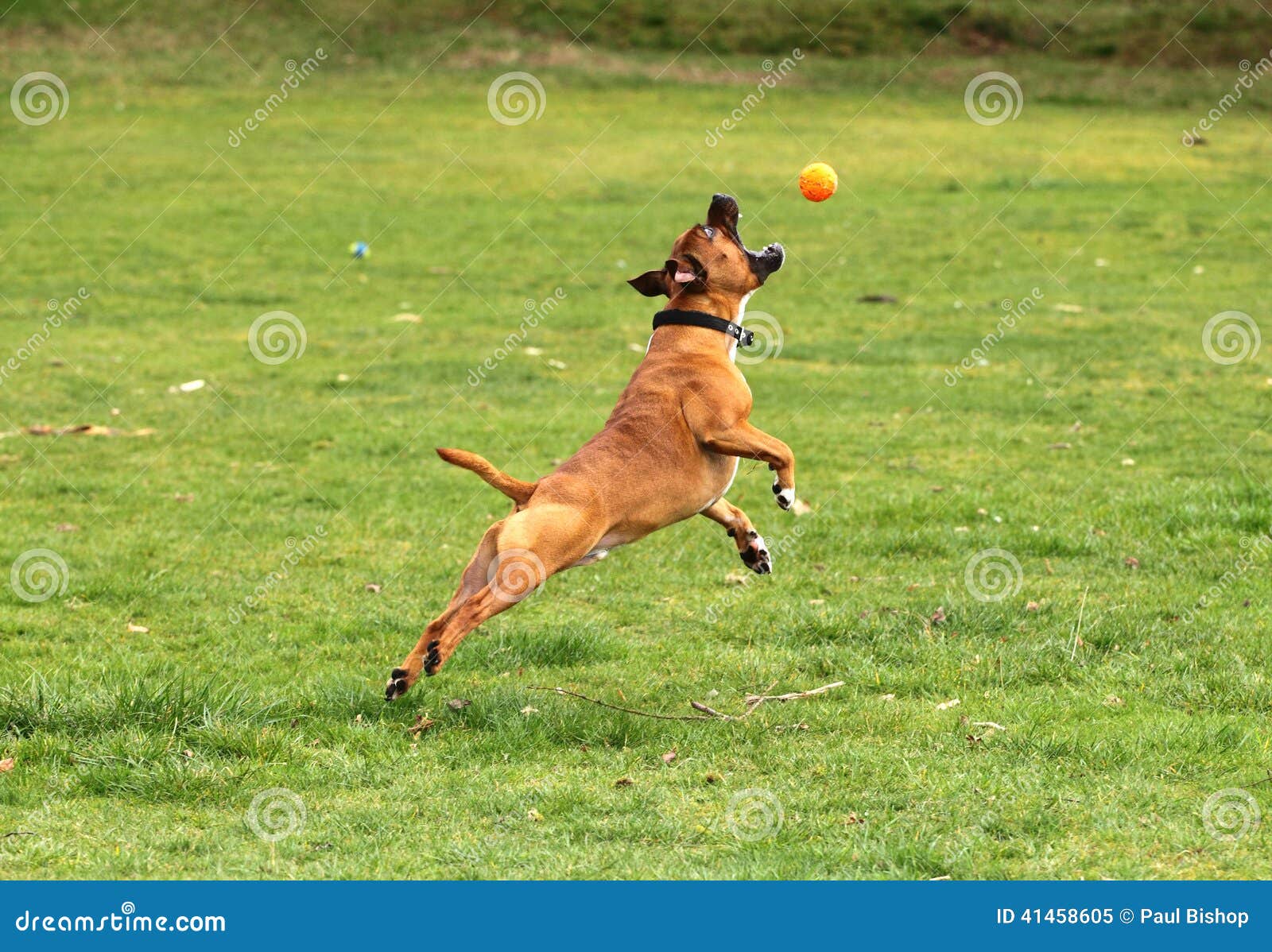 jumping ball for dogs