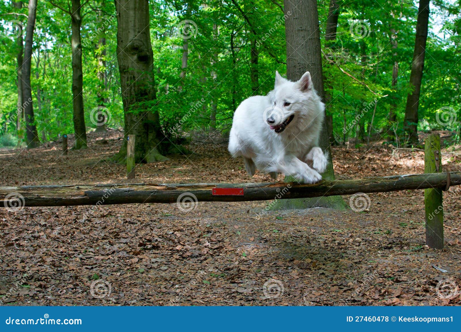 Dog jumping a fence stock photo. Image of shefferd, wood 27460478