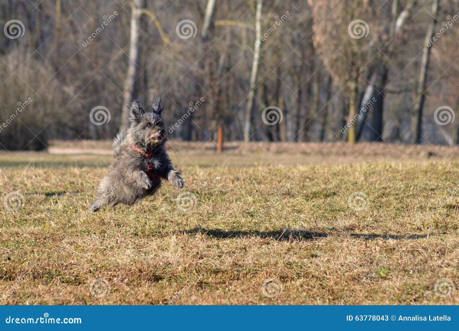 Dog jumping happy stock image. Image of happiness, crazy 63778043