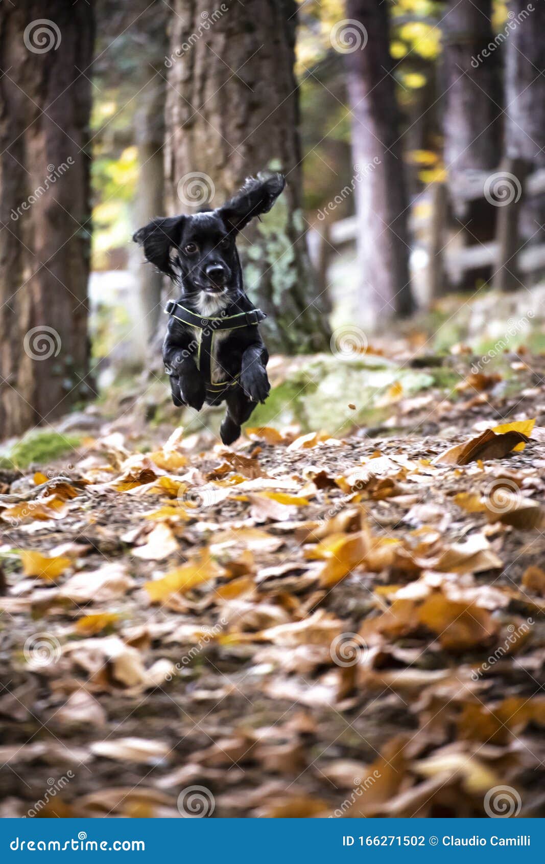 Dog jumping on the leaves stock photo. Image of green 166271502