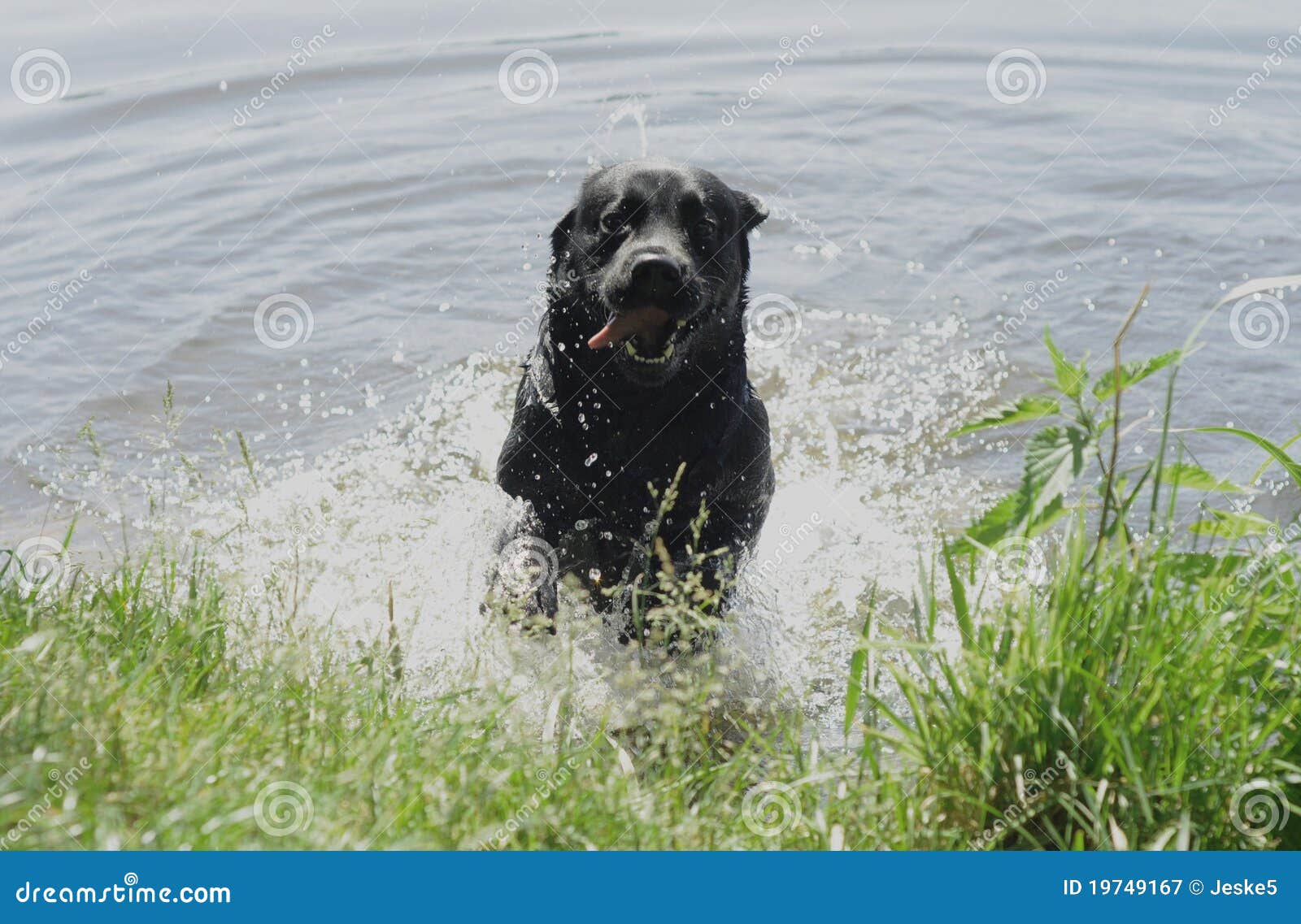 Dog Jumping Out of the Water Stock Image Image of jumping, sunny
