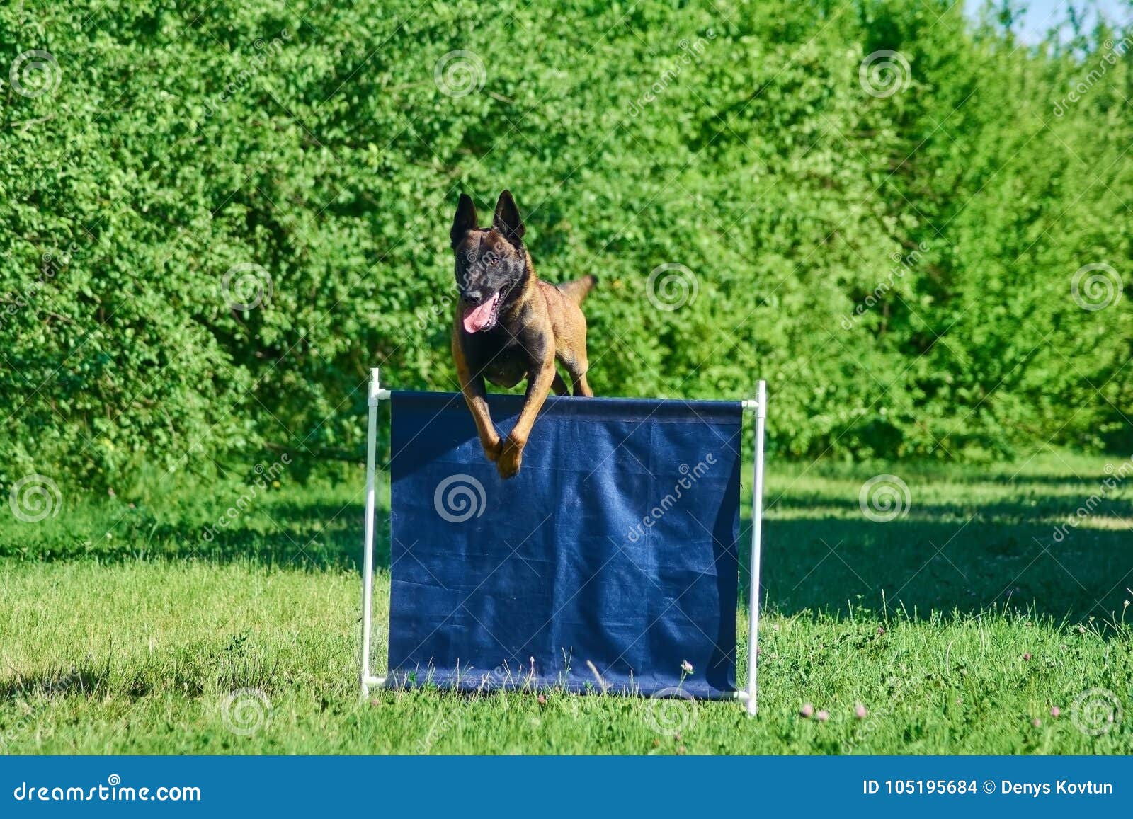 The Dog is Jumping Over the Bar Jump. Stock Photo Image of blue