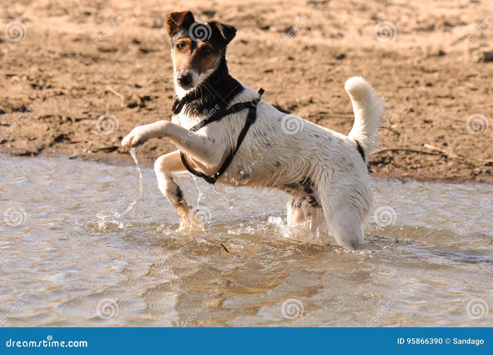 Dog jumping in the river stock photo. Image of cheerful 95866390