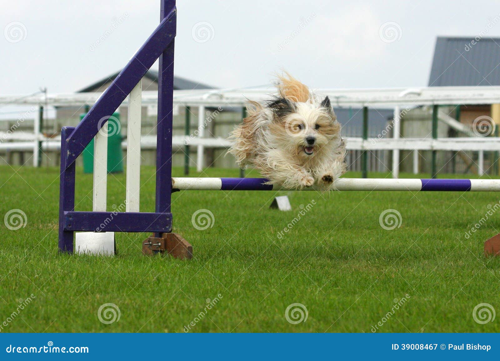 Dog jumping stock image. Image of agility, jumping, small 39008467
