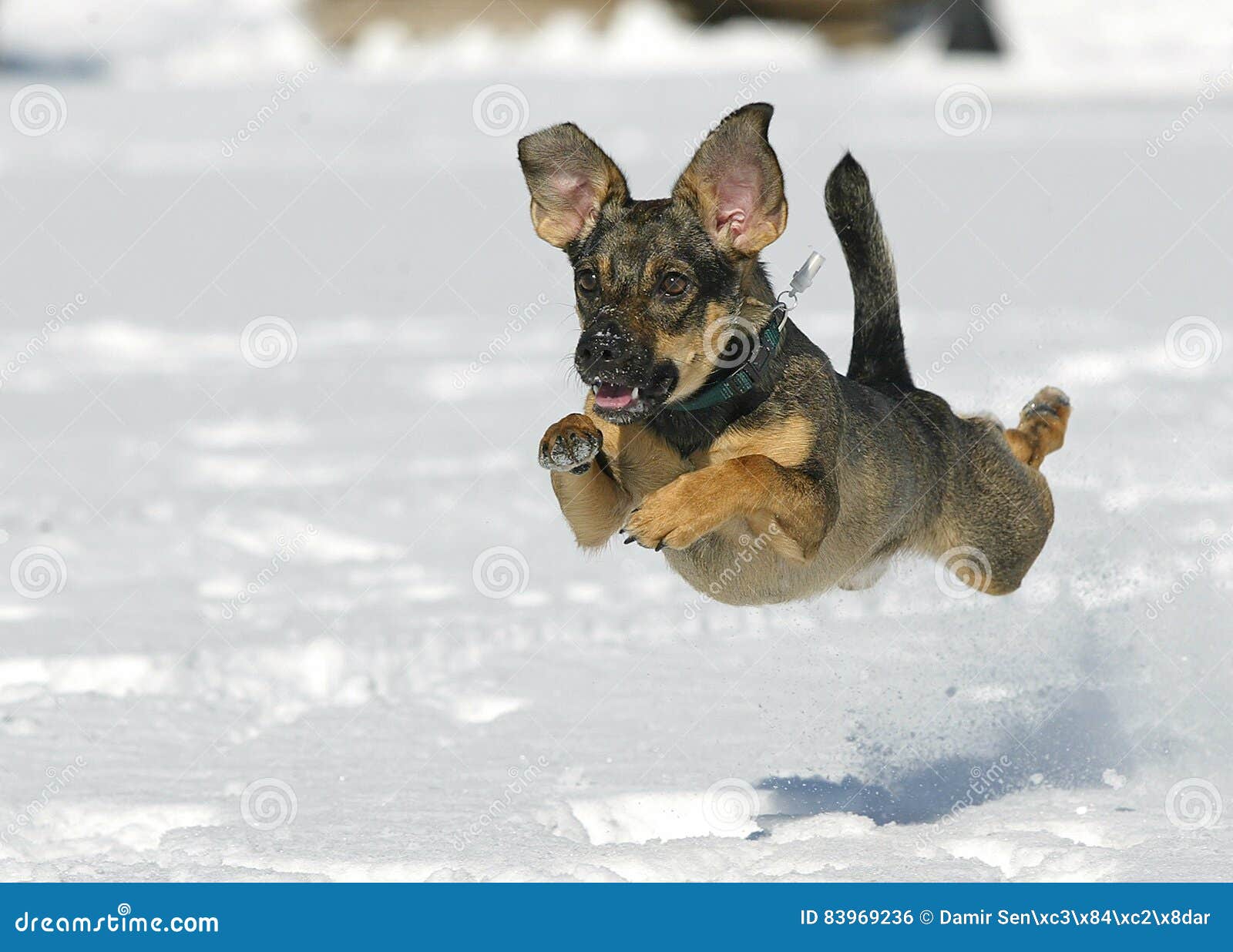 Dog jumping on snow stock photo. Image of cute, white 83969236