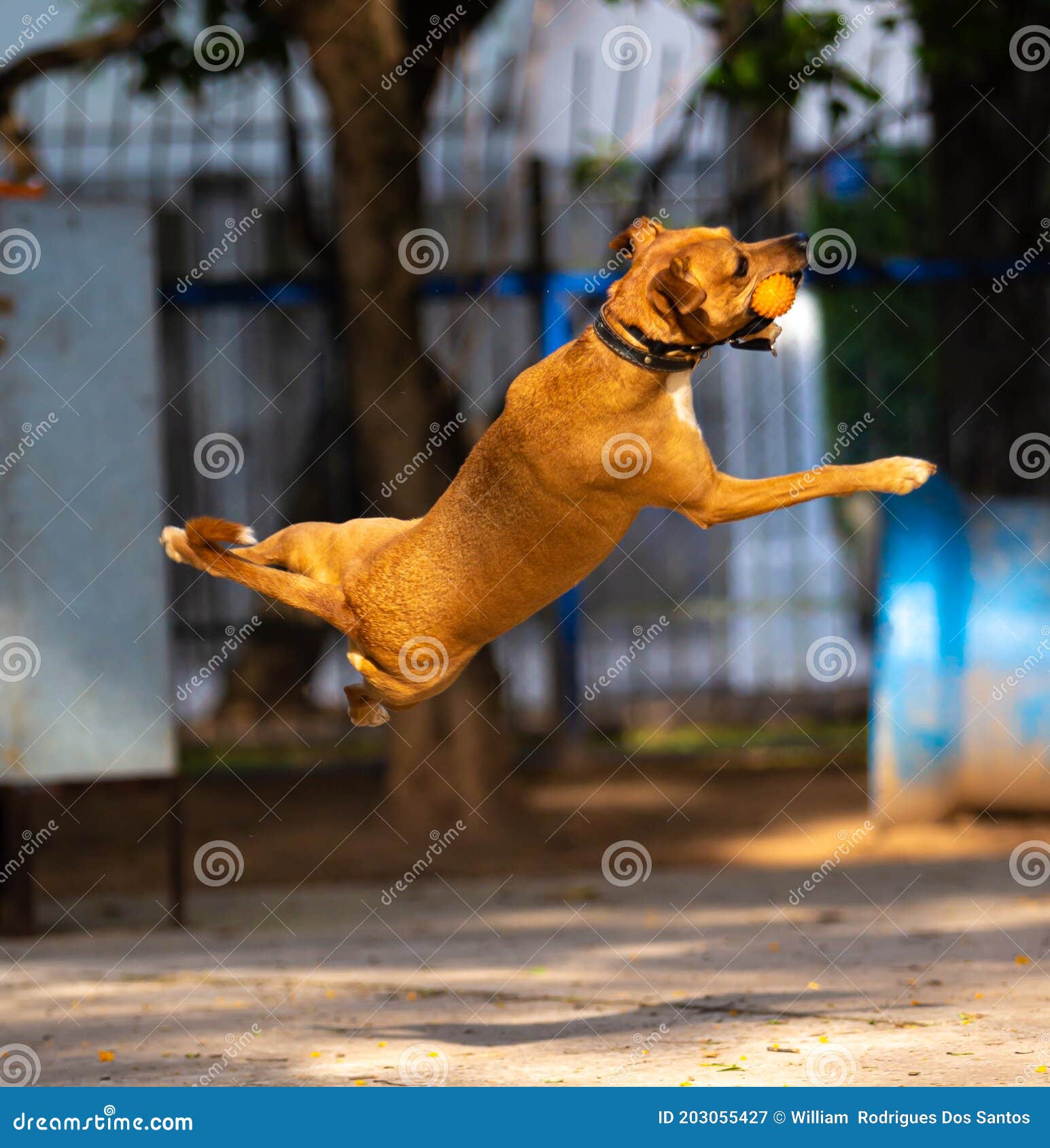 Dog Jumping To Catch the Ball in the Air Stock Image Image of