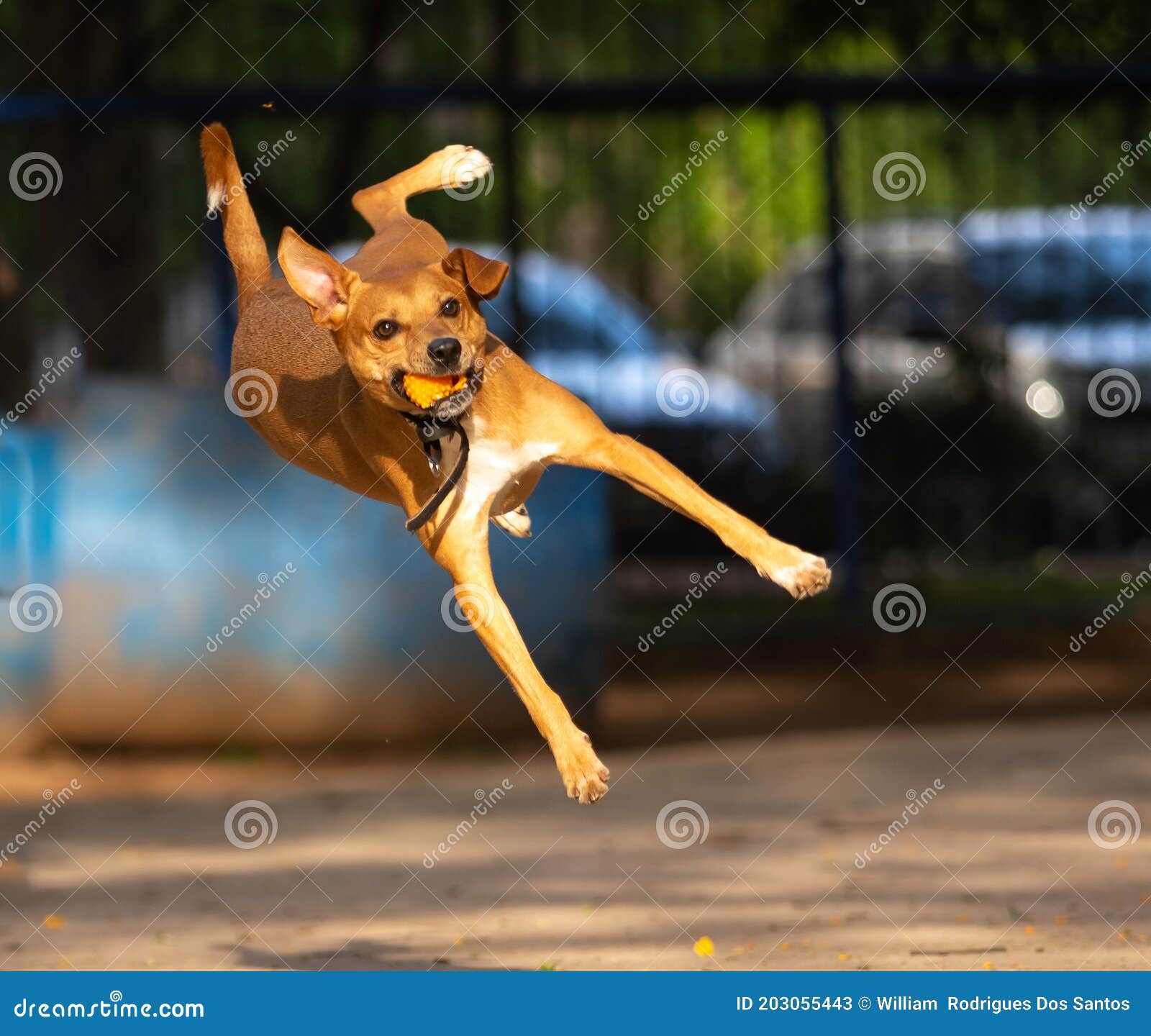 Dog Jumping To Catch the Ball in the Air Stock Image Image of jumping