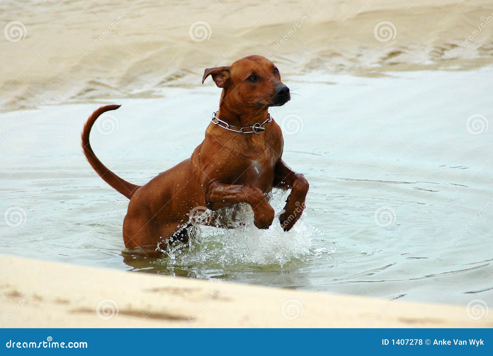 Dog jumping in water stock photo. Image of dark, animal 1407278