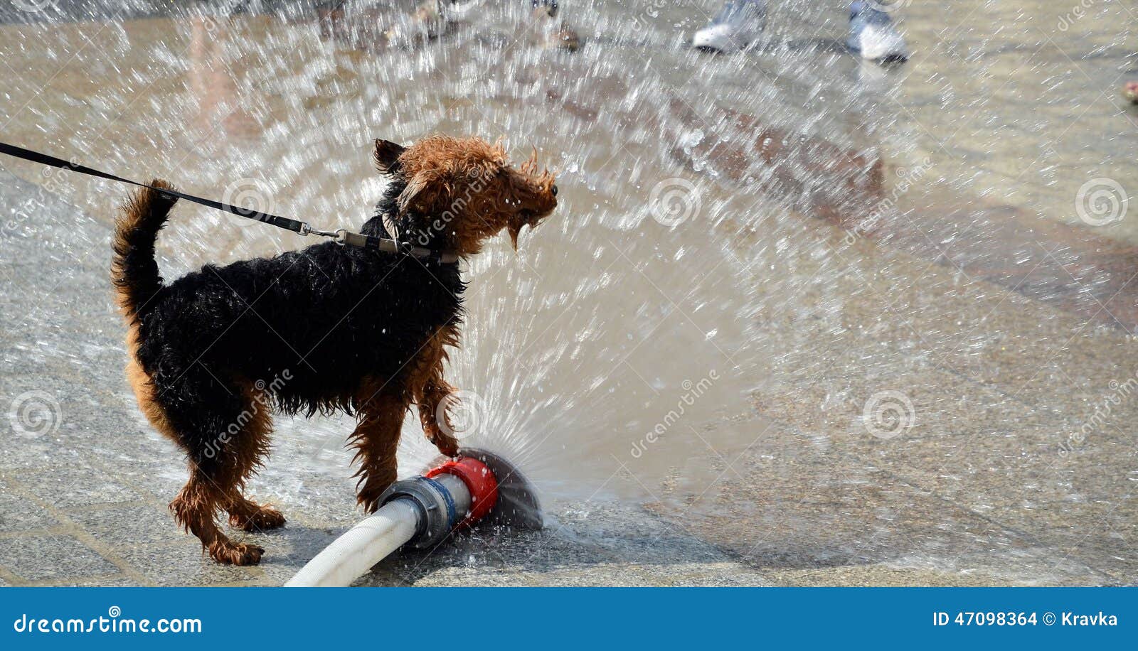 Dog jumping in water stock photo. Image of white, stream 47098364