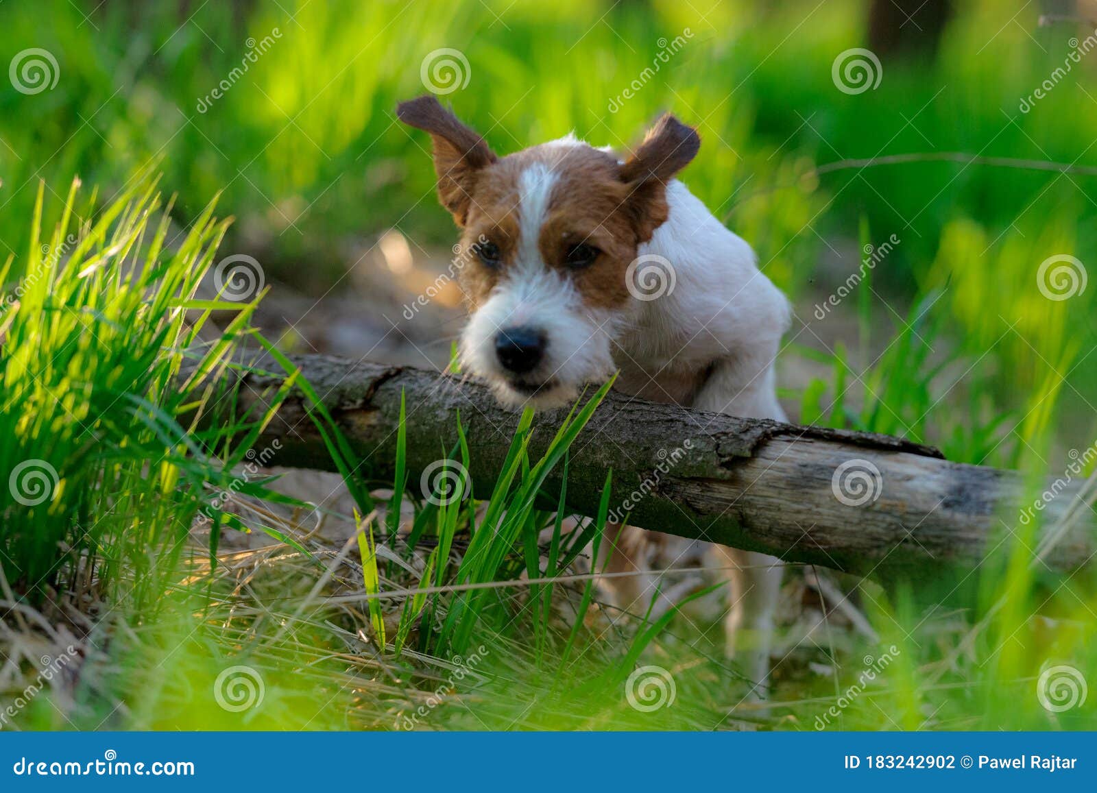 Dog Jumping in Wood Jack Russell Terrier. Stock Photo Image of canine