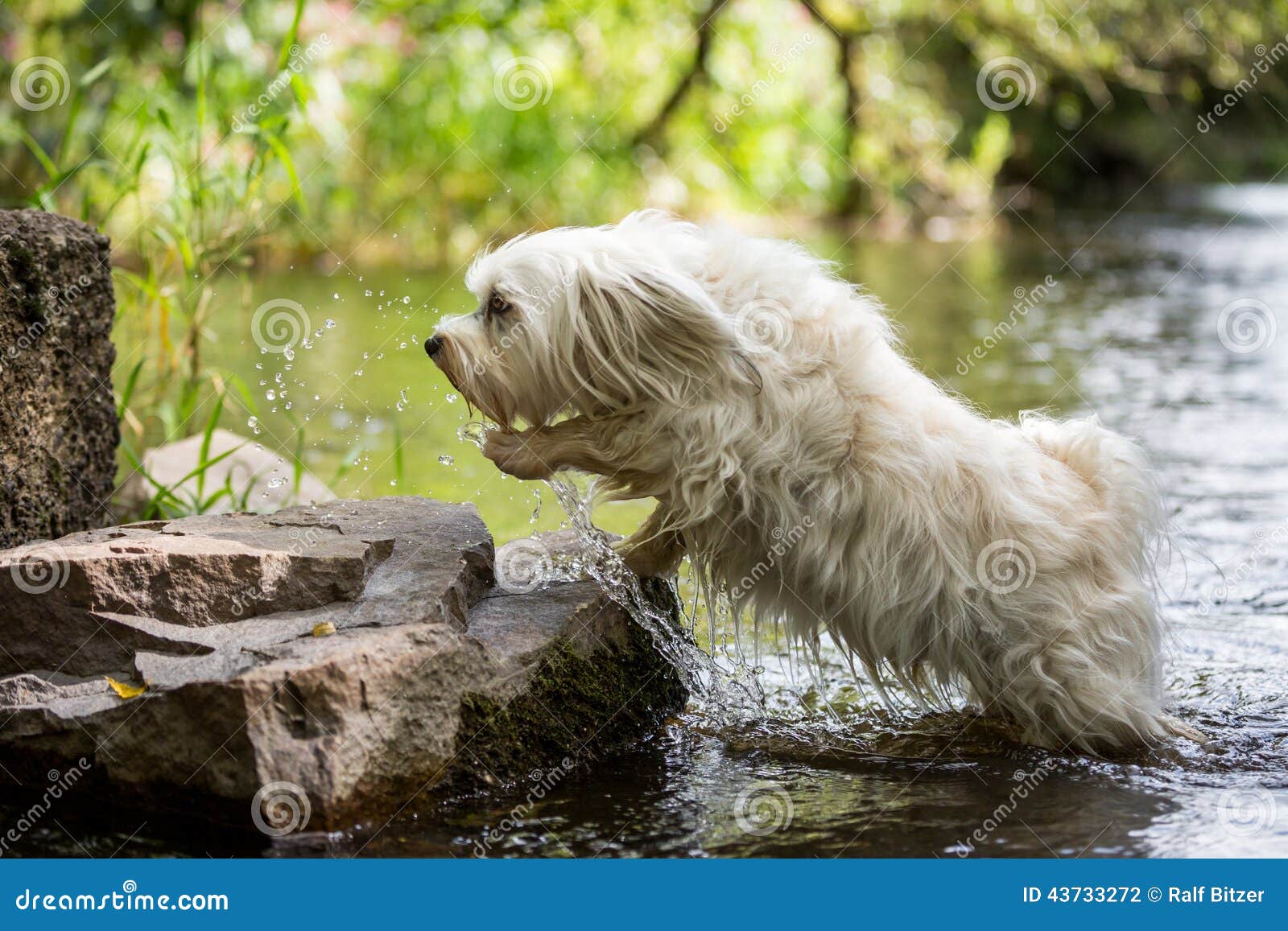 Dog jumps out of the water stock photo. Image of long 43733272