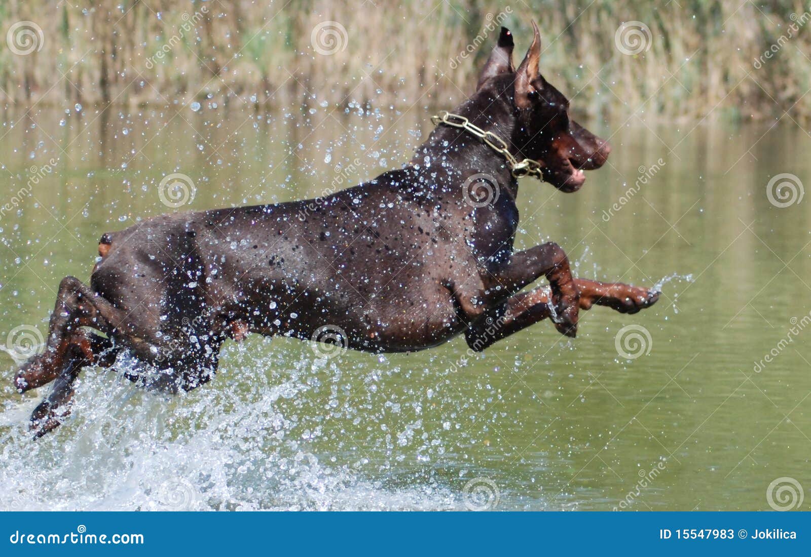 Dog jumps in the water stock image. Image of duck, water 15547983