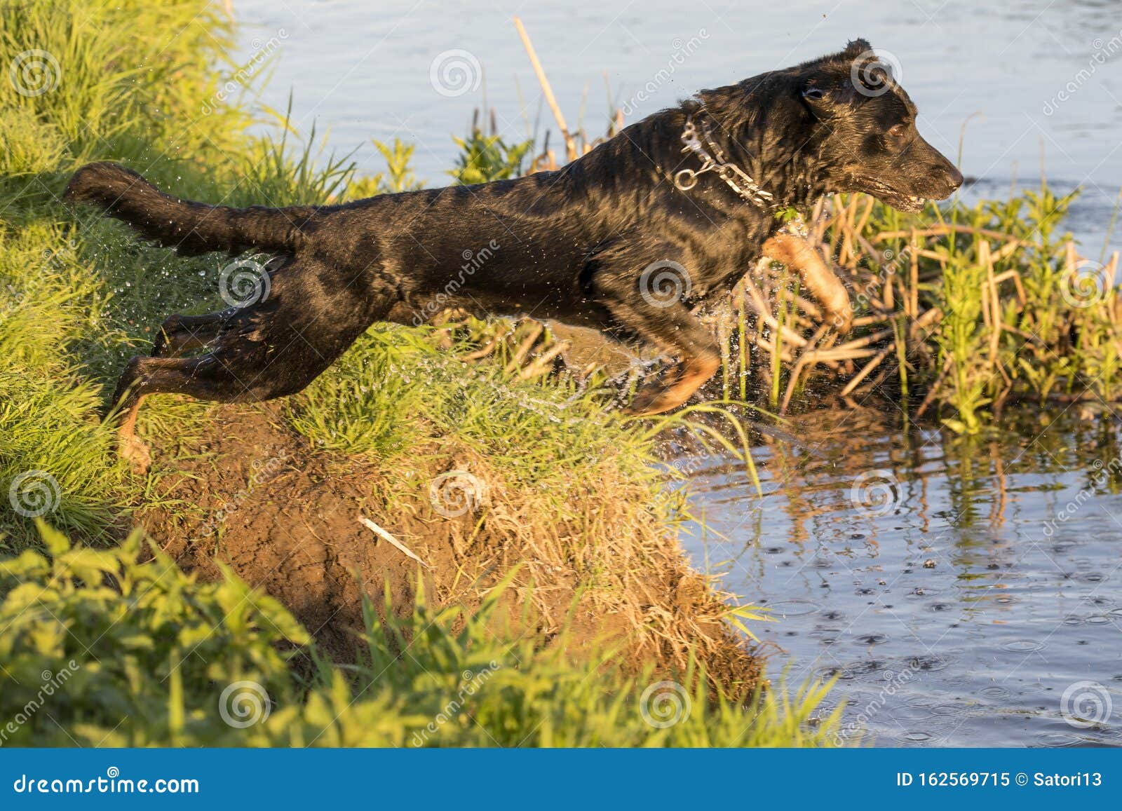 Dog Jumps into the Water from the Shore Stock Image Image of canine