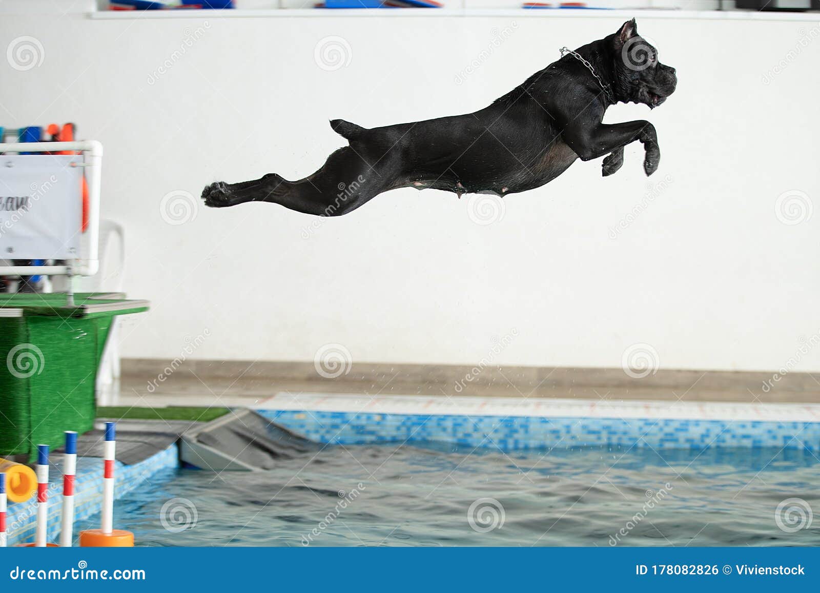 The Dog Jumps into the Water Stock Photo Image of happy, purebred