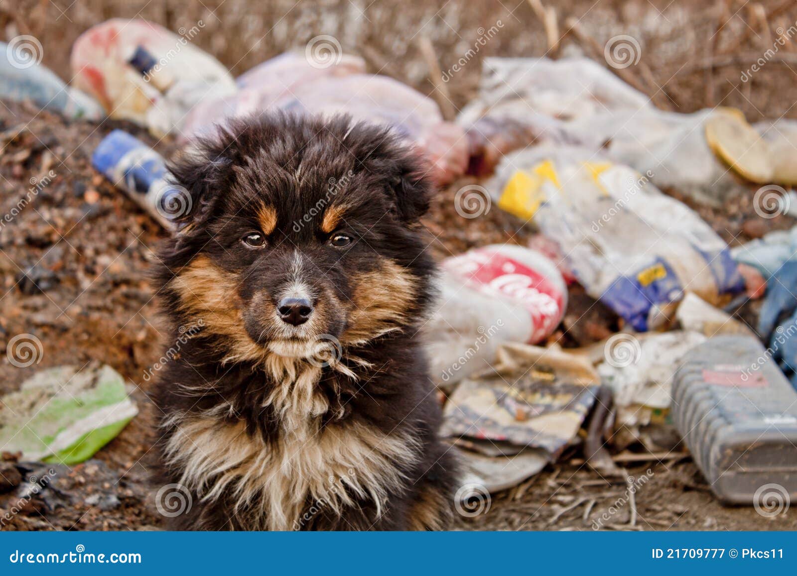 Dog on junkyard stock image. Image of doggie, smell, outdoors 21709777