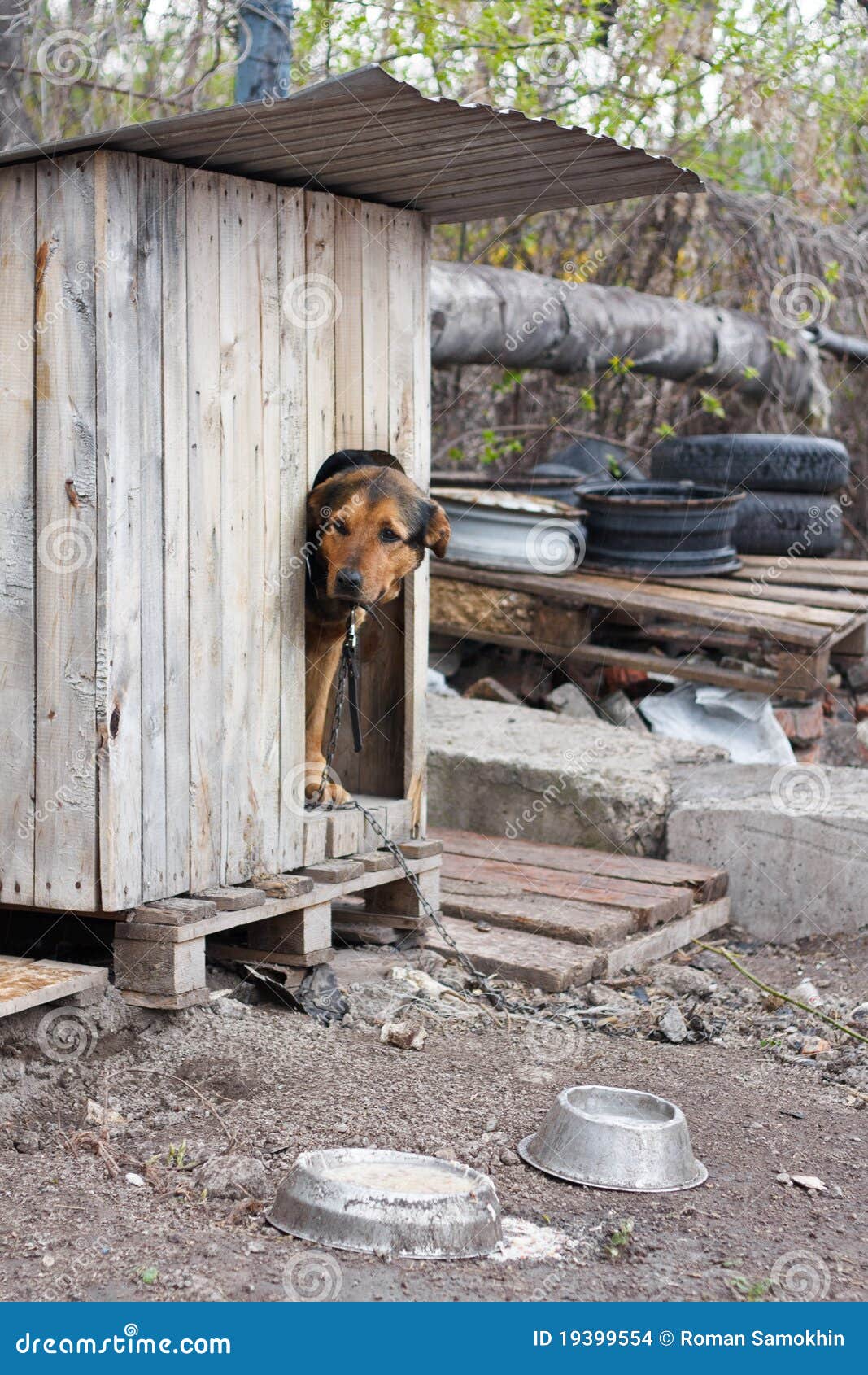 Dog in kennel stock photo. Image of home, face, nice 19399554