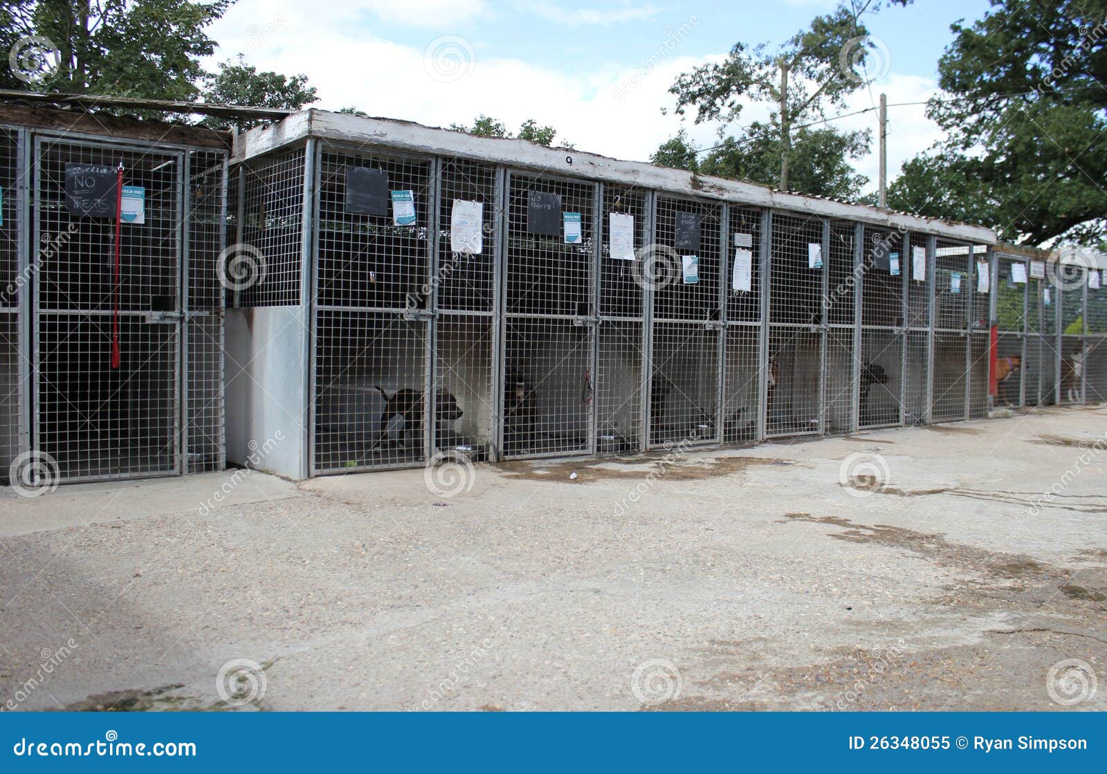 Dog kennel stock image. Image of cages, lurcher, abandoned 26348055