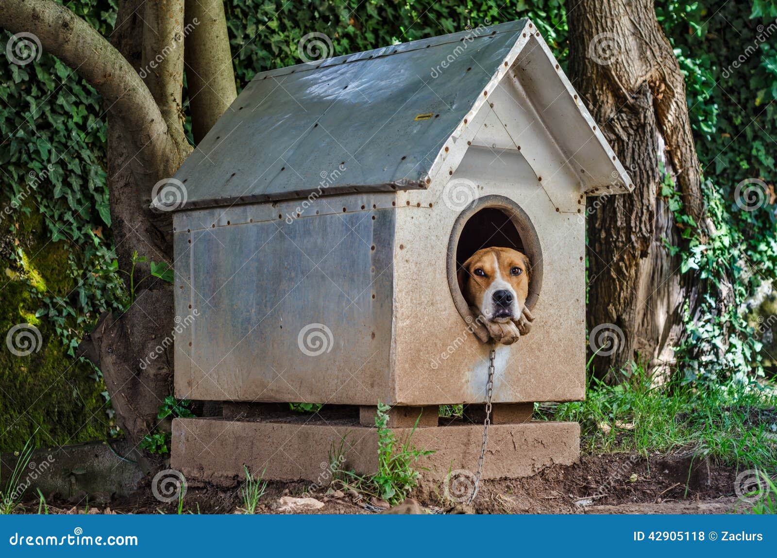 Dog in kennel stock photo. Image of adopt, front, house 42905118