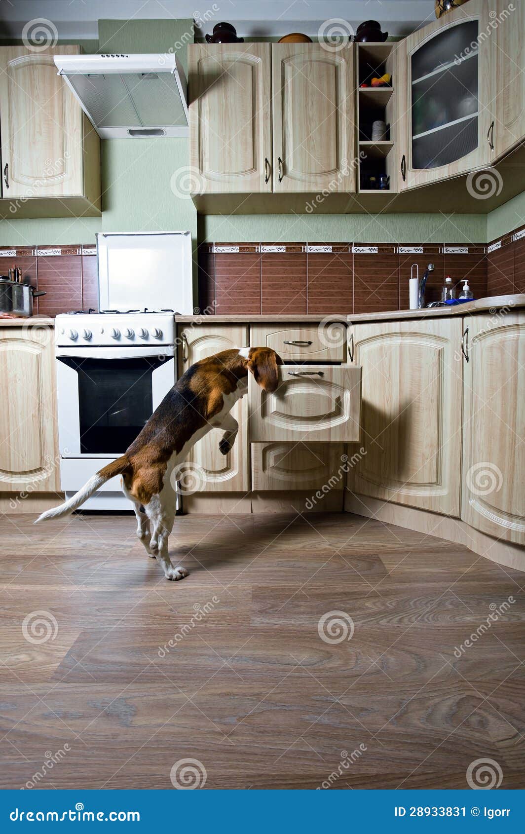 Dog in kitchen stock image. Image of furniture, domestic 28933831