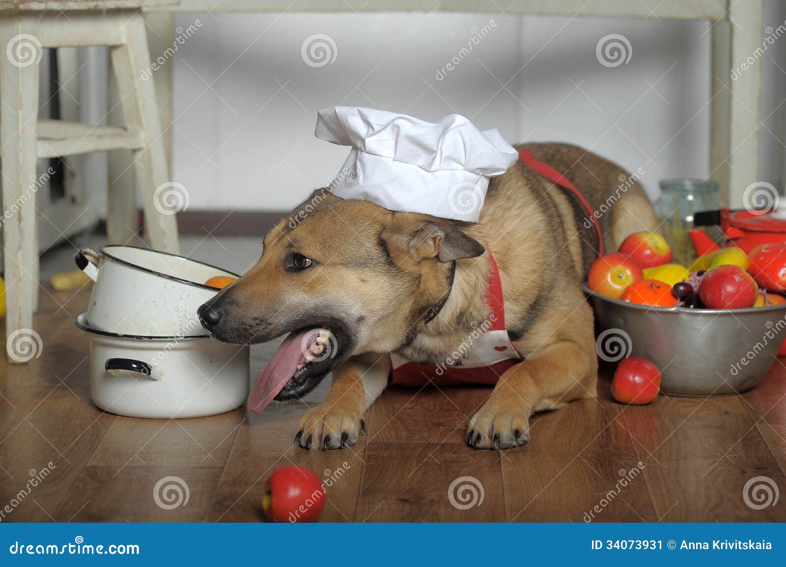 Dog in the kitchen stock image. Image of chef, rising 34073931